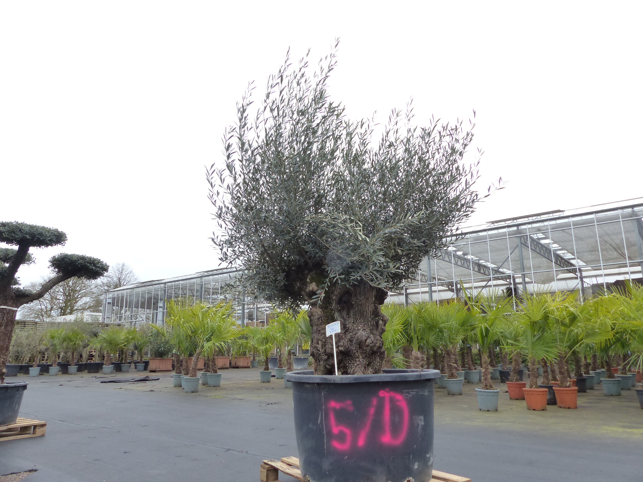 genau diesen Baum Nr. 5/D, 250 cm, Olivenbaum, knorrige alte urige Olive winterhart - Bild 1