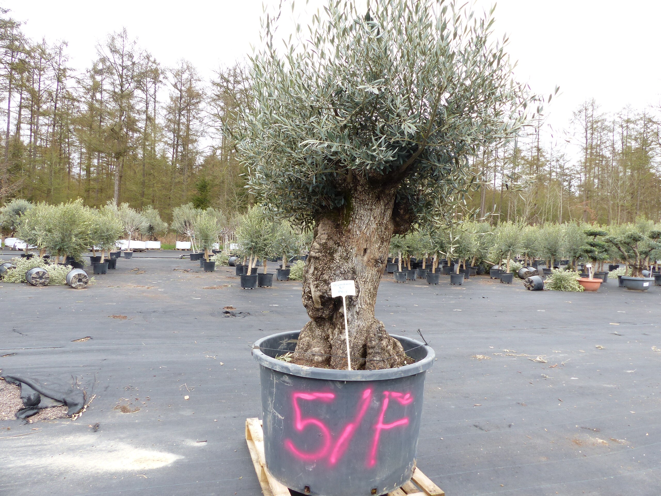 genau diesen Baum Nr. 5/F, 250 cm, Olivenbaum, knorrige alte urige Olive winterhart - Bild 1