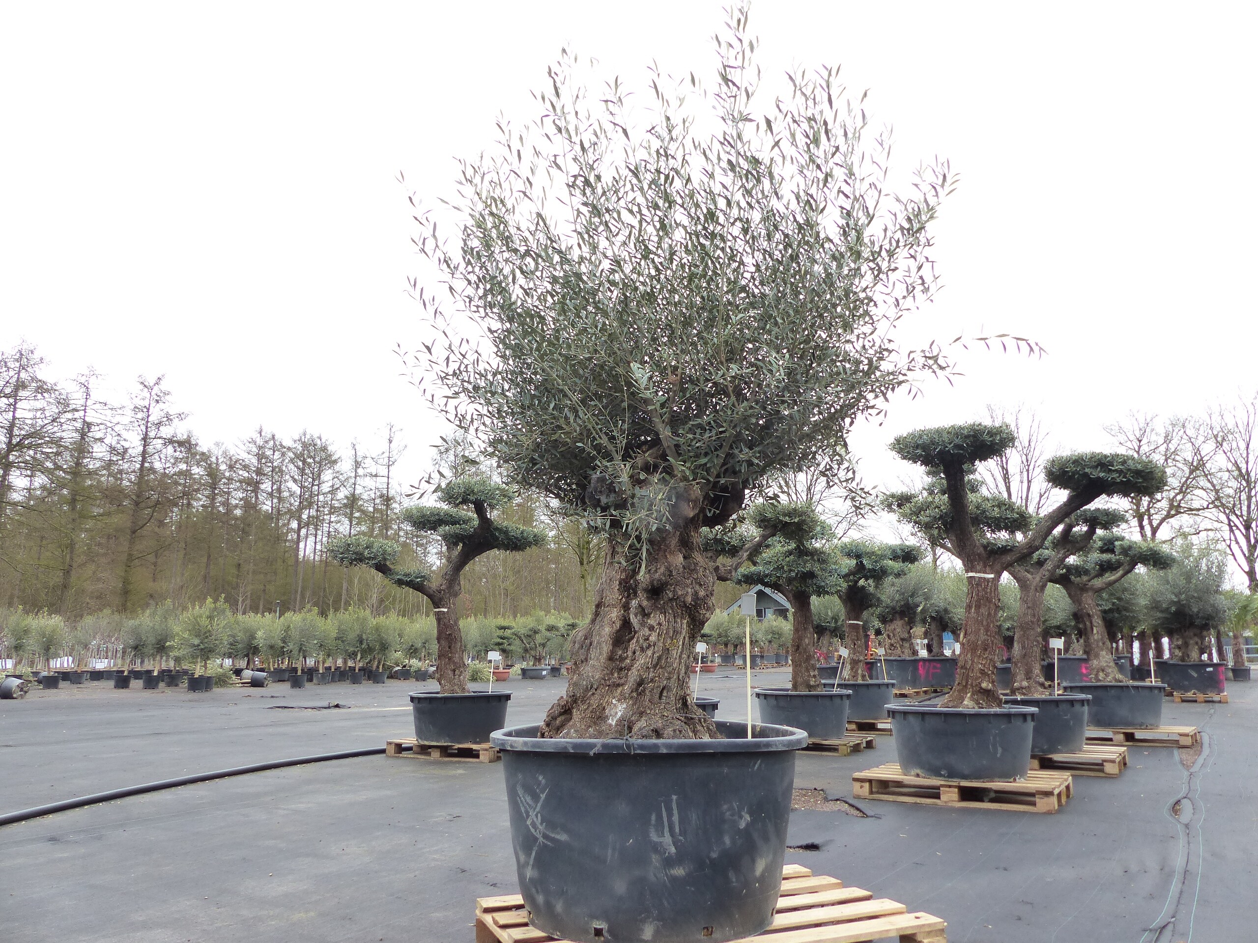 taxus grnland Taxus media Greenland