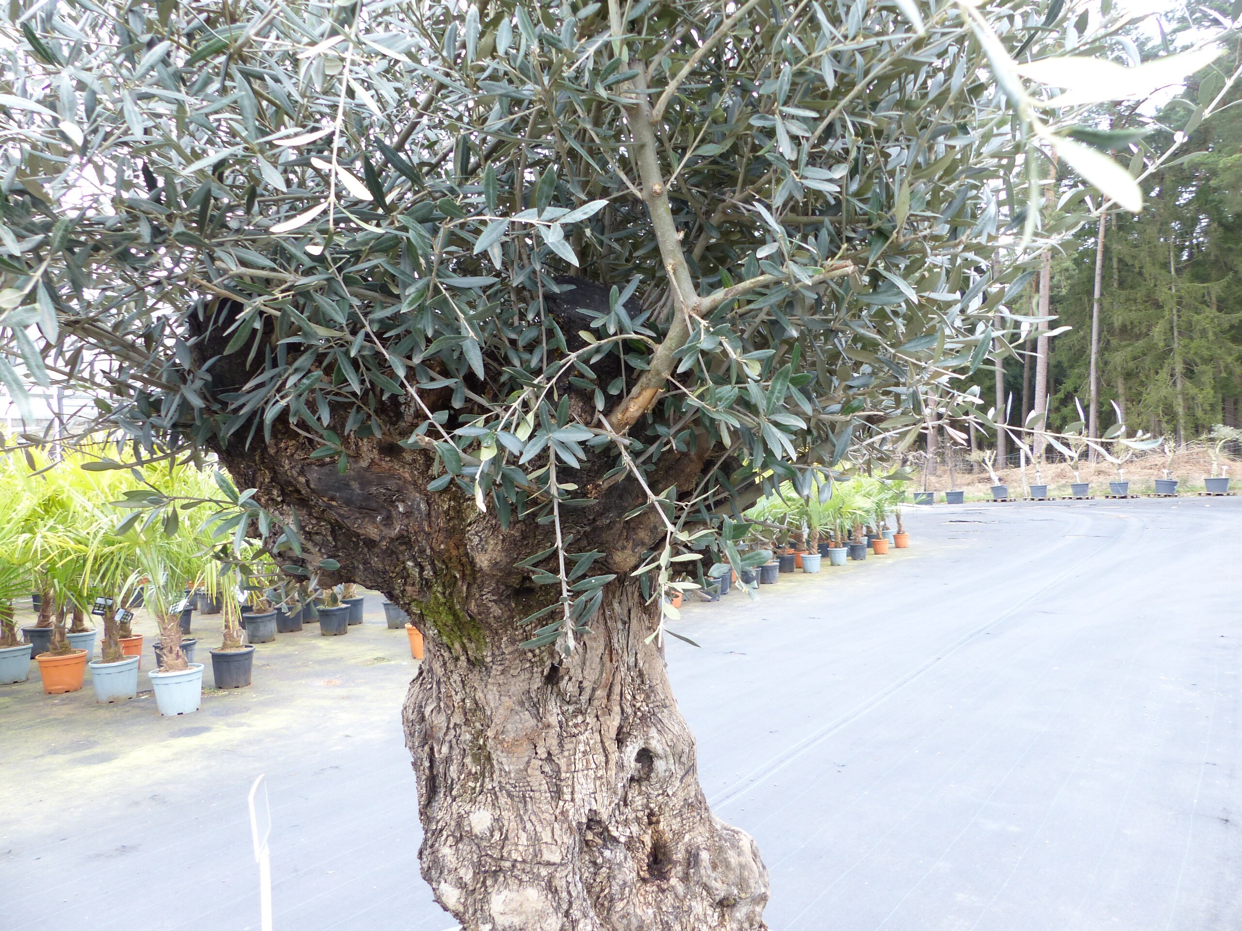 genau diesen Baum Nr. 5/O, 250 cm, Olivenbaum, knorrige alte urige Olive  winterhart online kaufen bei Netto