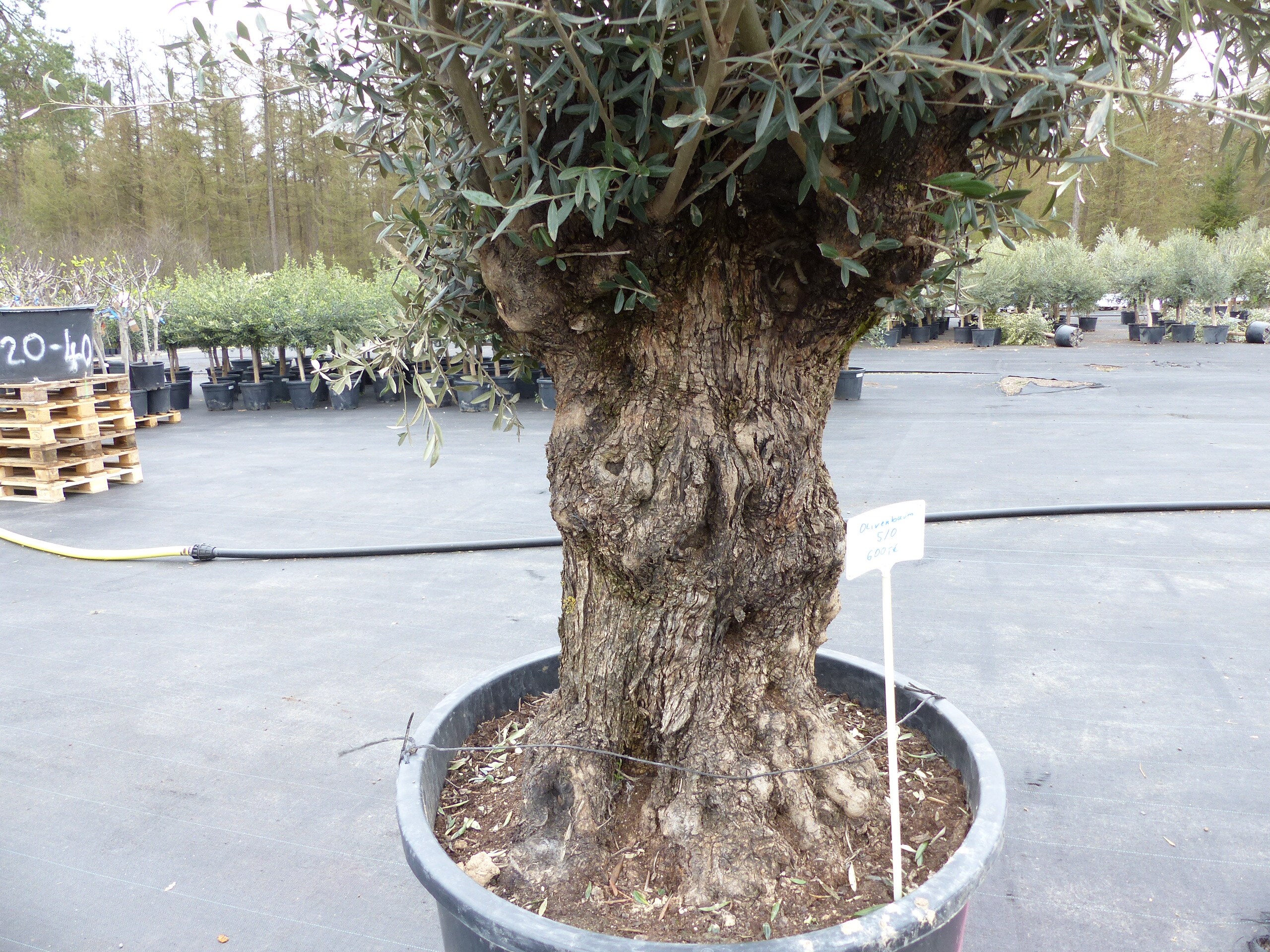 stechpalme im topf Stechpalme - Ilex Blue maid - 8 Pflanzen main image 1
