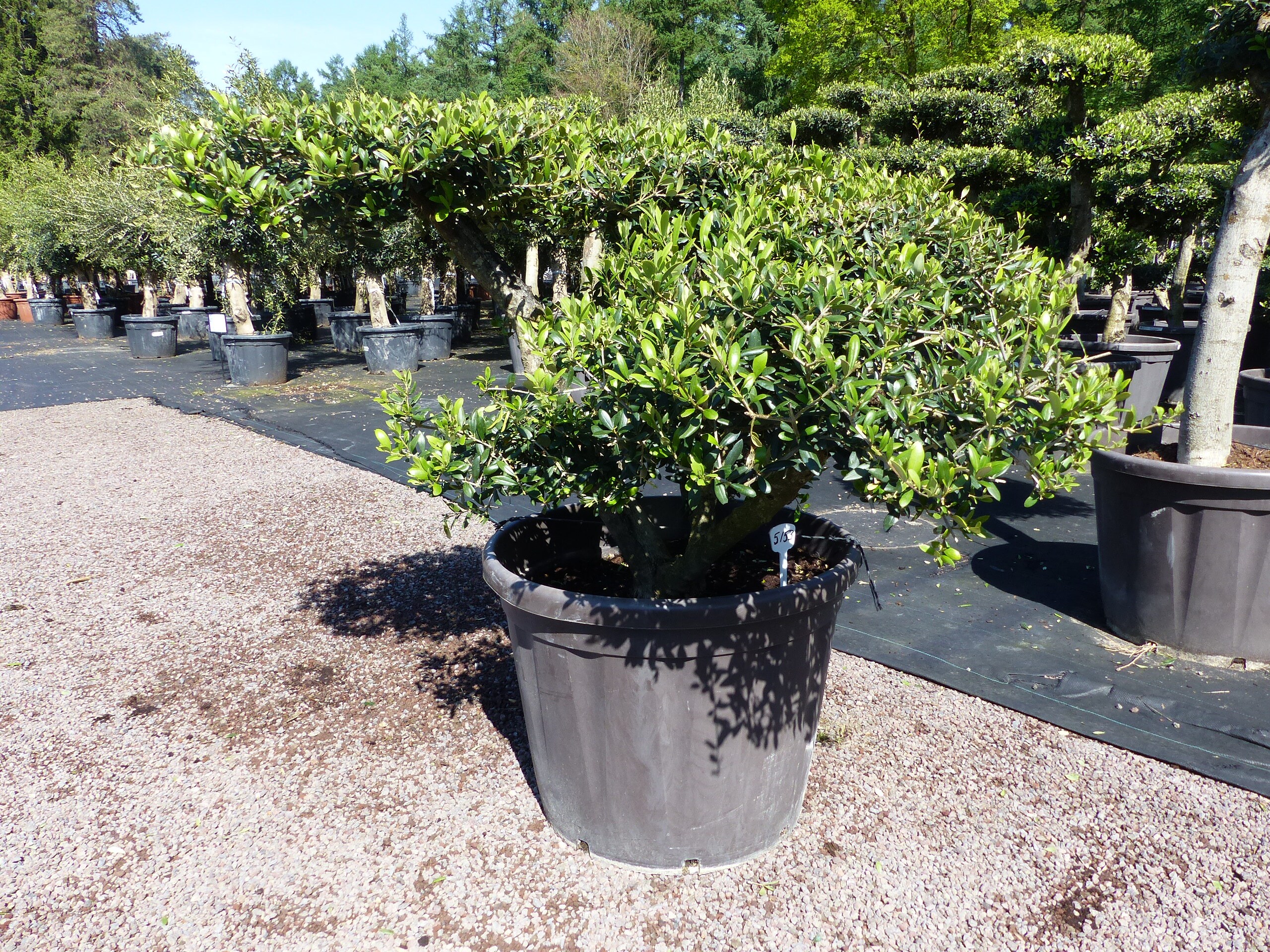 Olivenbaum Pon Pon 120/125 cm Bonsai Formgeh&ouml;lz Gartenbonsai Formschnitt winterhart - Bild 1