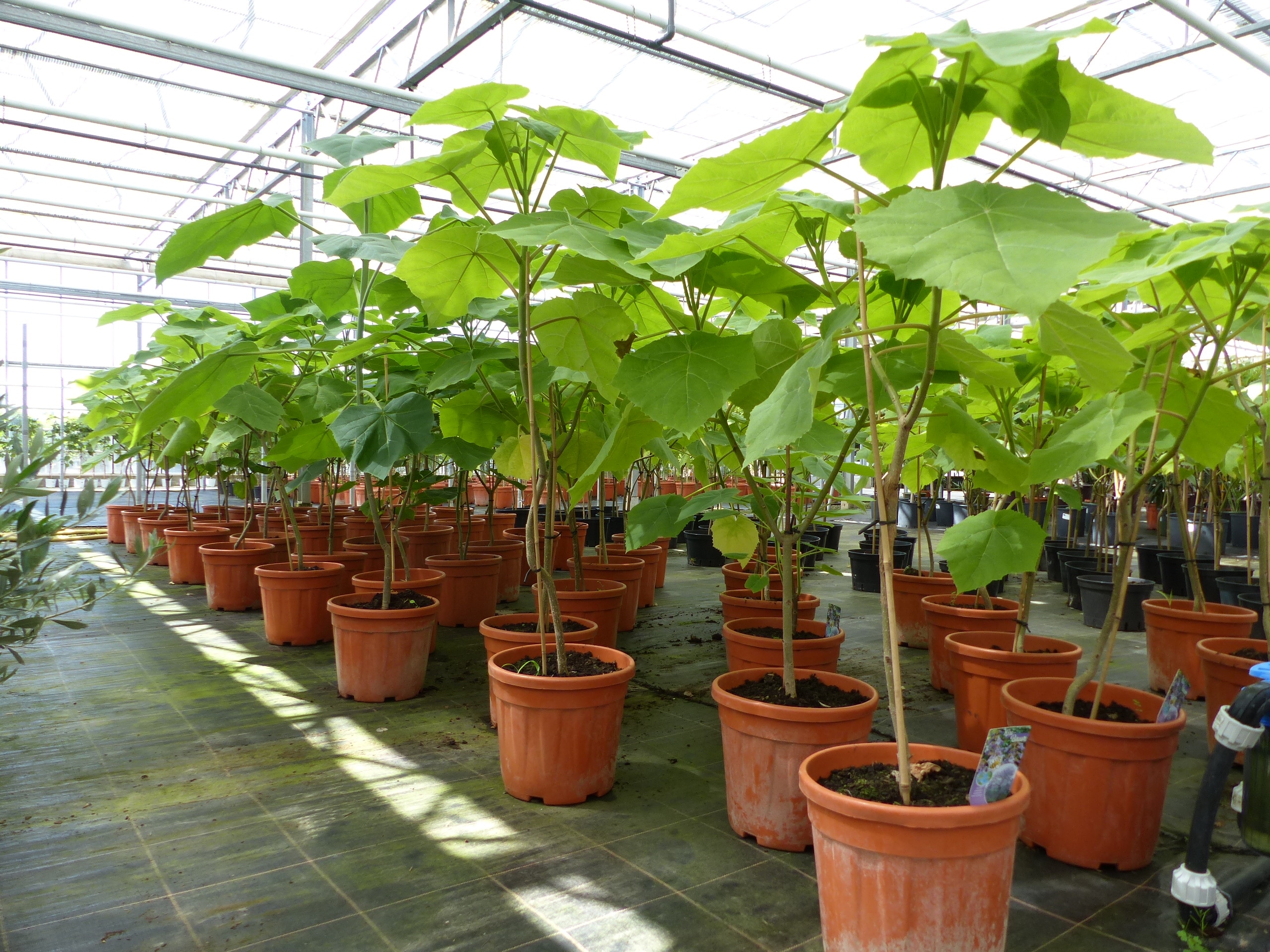 Blauglockenbaum Kiribaum 160 - 180 cm Paulownia tomentosa Kaiserbaum - Bild 1