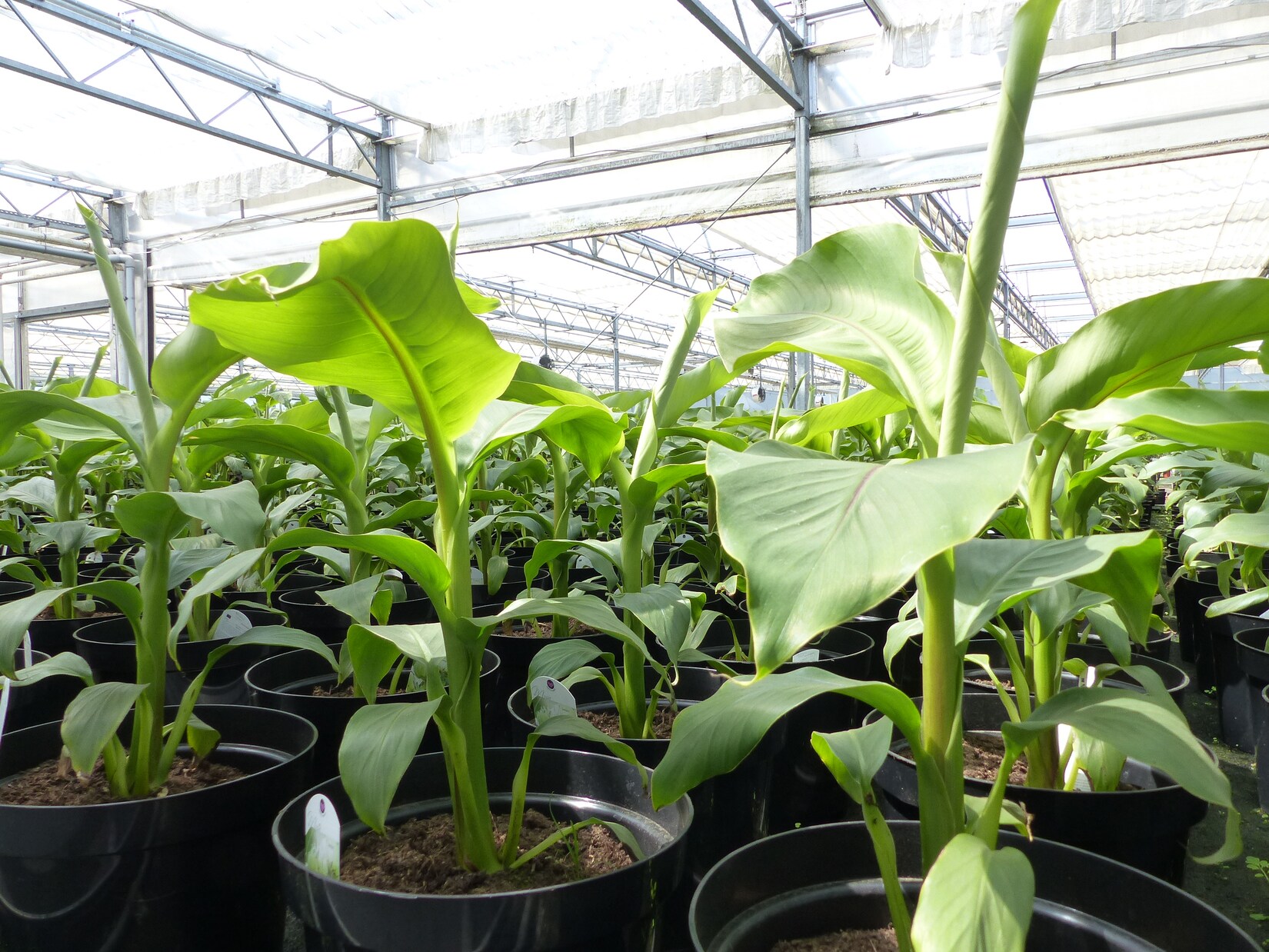 2 Stück Bananenstaude Musa Basjoo 60 – 80 cm winterhart Staude japanische Faserbanane | 04251740124785