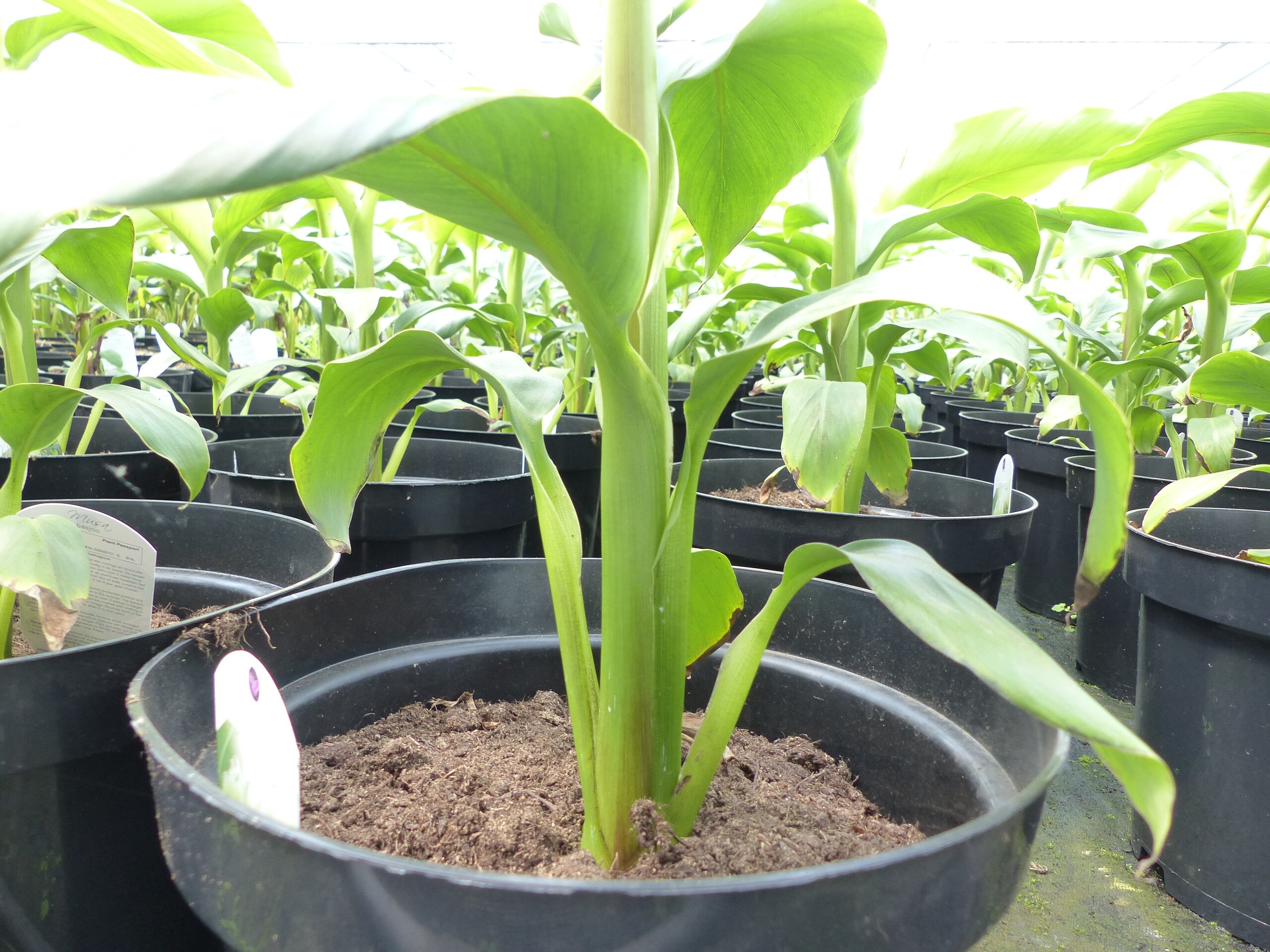 2 Stck Bananenstaude Musa Basjoo 60 - 80 cm winterhart Staude japanische  Faserbanane