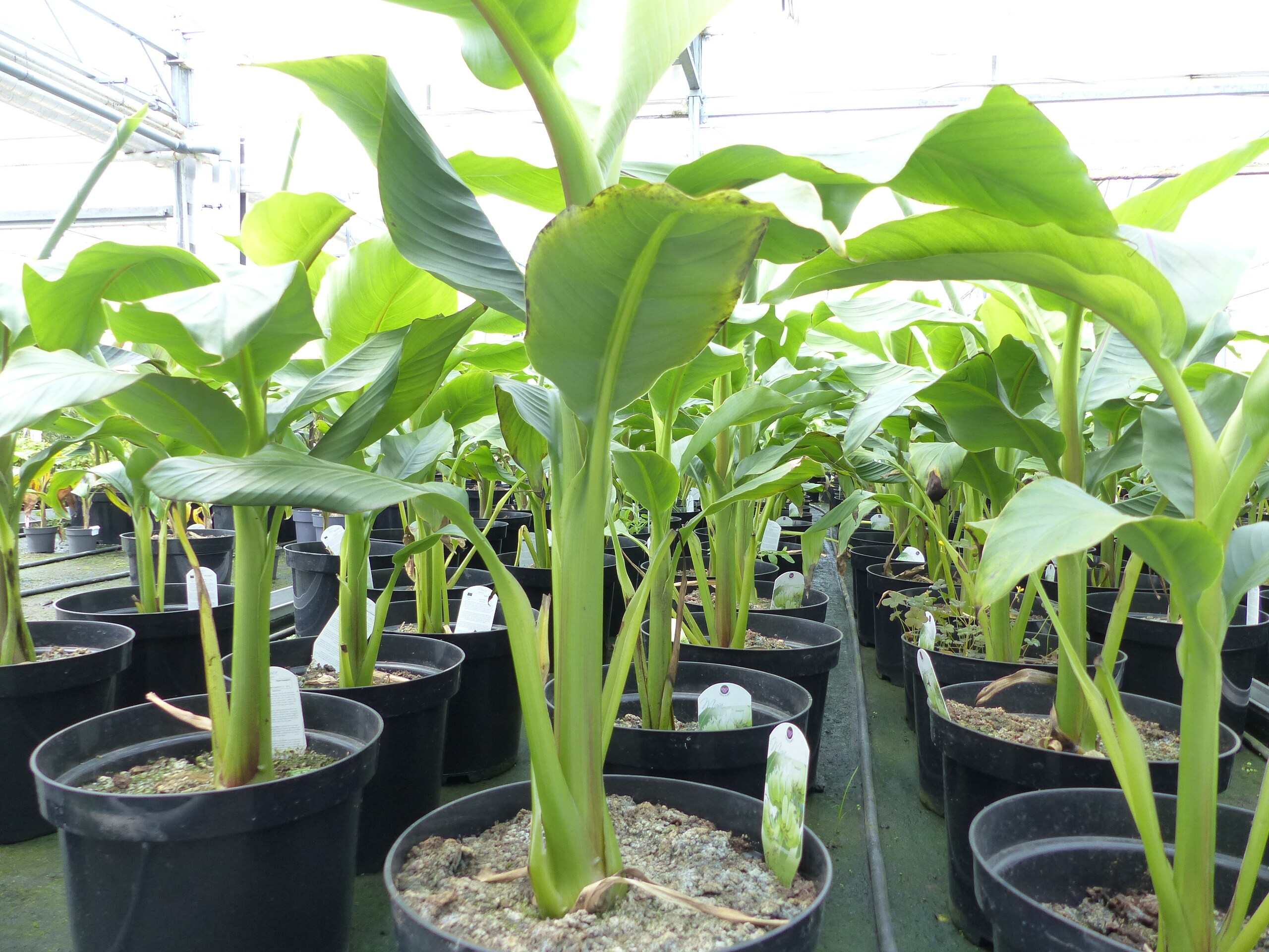 2 Stck Bananenstaude Musa Basjoo 60 - 80 cm winterhart Staude japanische  Faserbanane