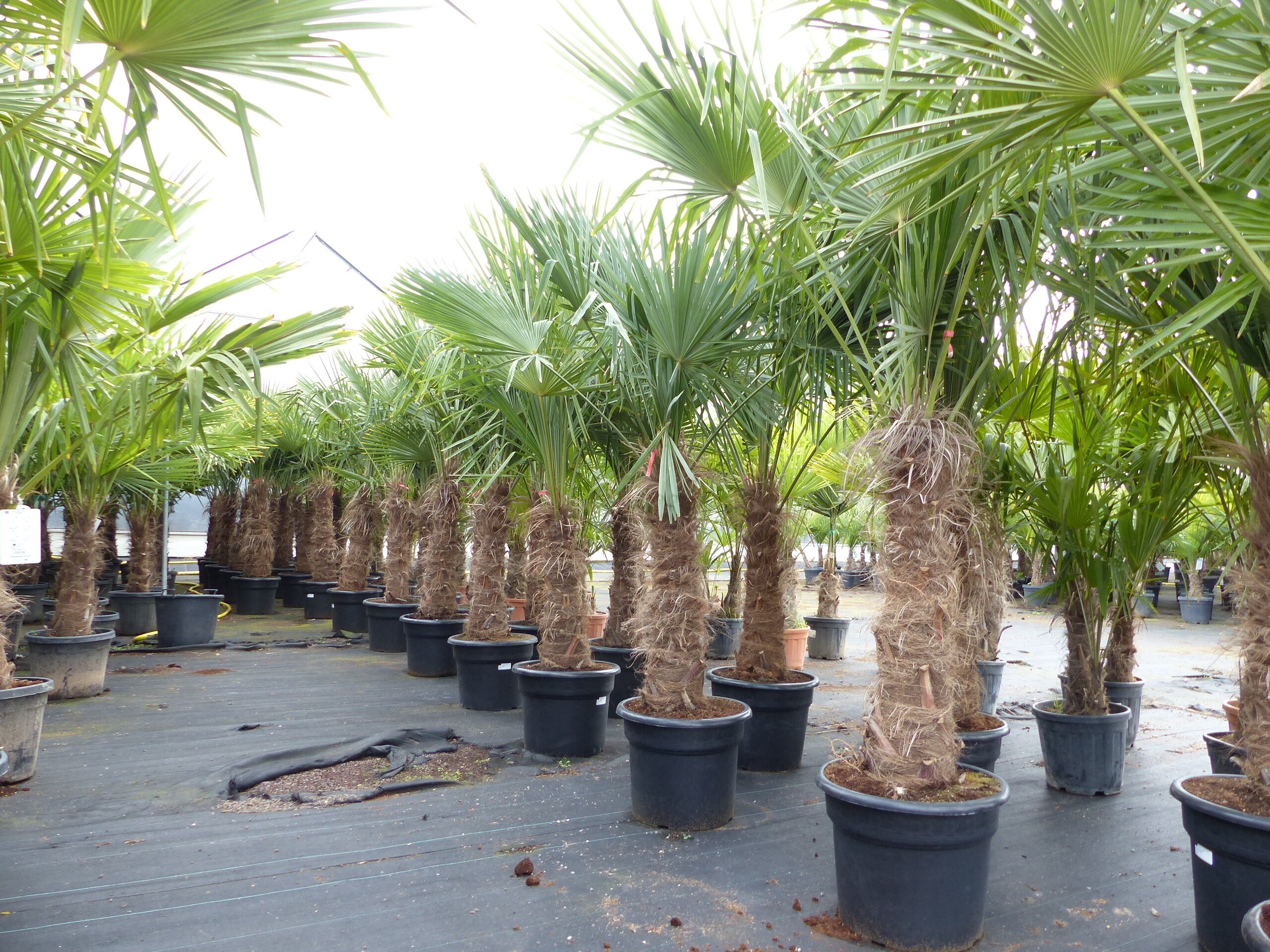 2 St&uuml;ck Trachycarpus fortunei, 70 - 100 cm Stamm, 210 - 250 cm Hanfpalme, winterharte Palme bis -18&deg;C - Bild 1