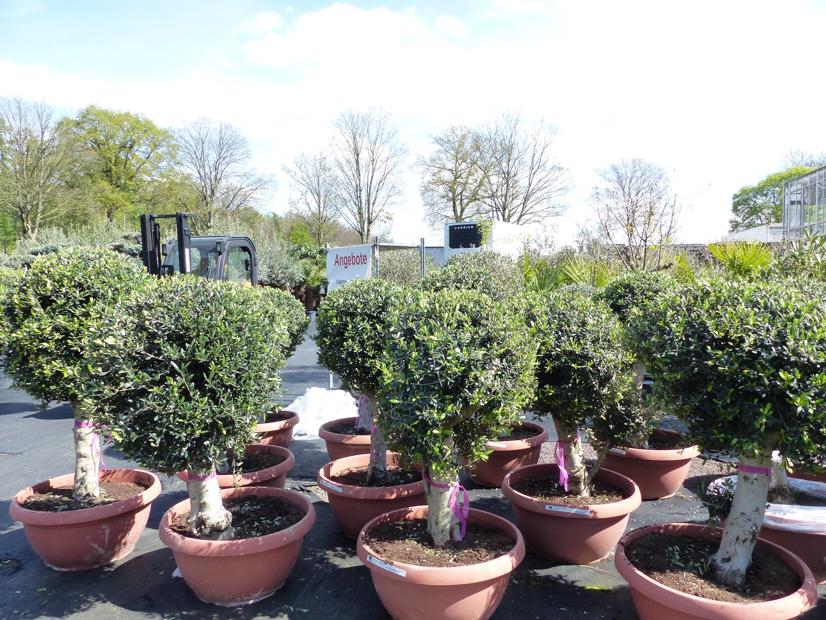 Bonsai Kugel Olivenbaum 140 – 170 cm knorrige urige Olive winterhart Olea Europaea Ölbaum | 04251740124884