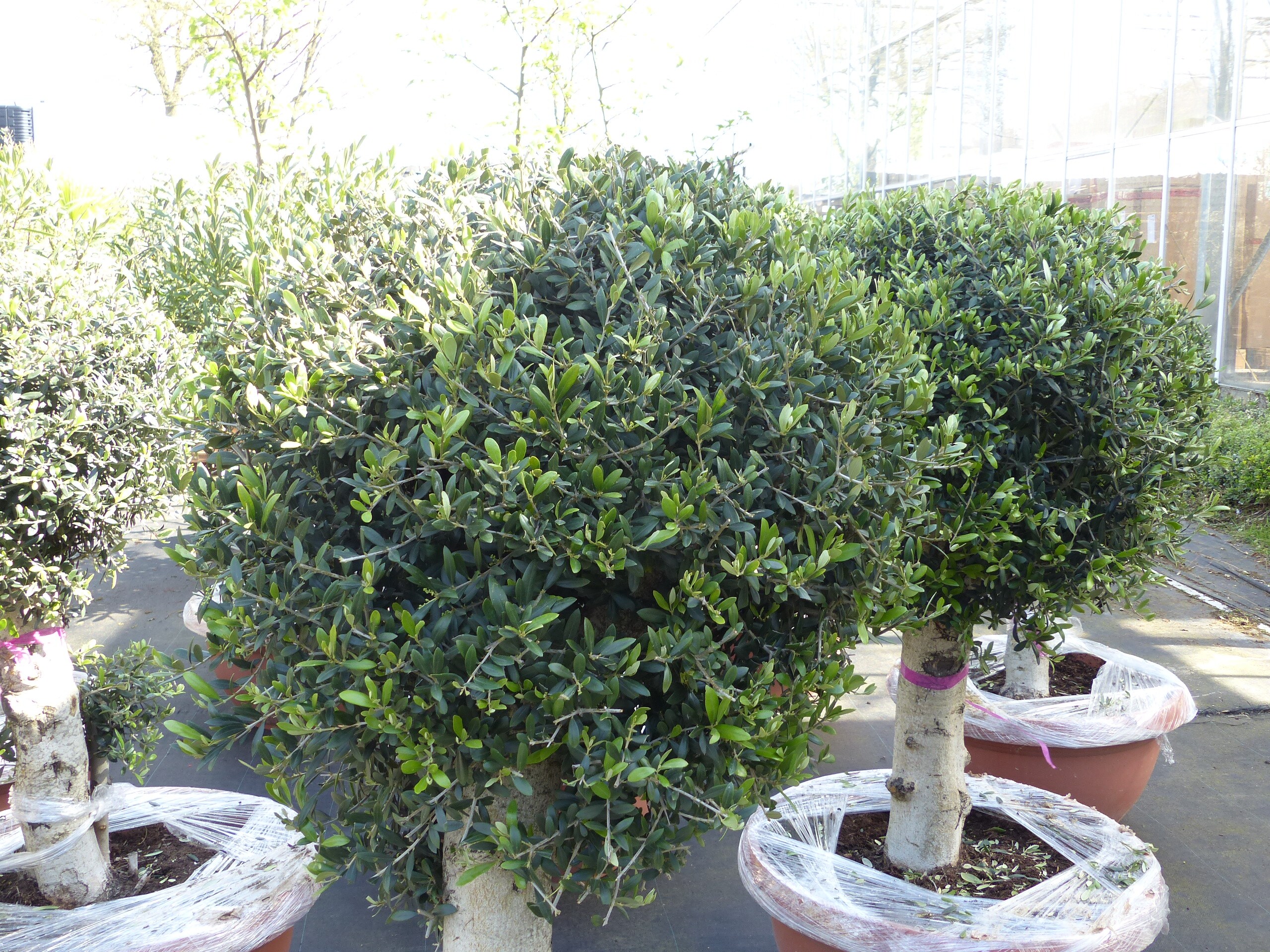wann bonsai düngen Bonsai Dünger Extrakt für alle Arten von Bonsai – Hochwertiger Bonsai Dünger  von Flora Boost main image 1