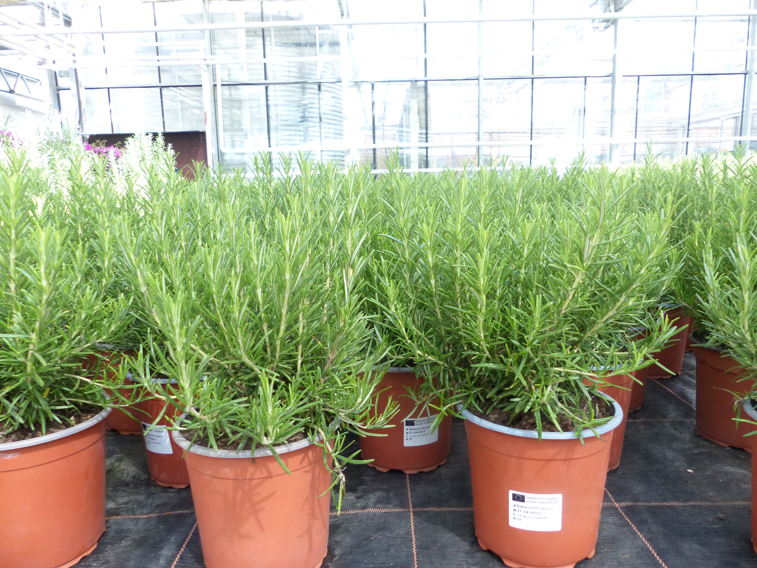 echter Rosmarin Officinalis 50 - 60 cm H&ouml;he, XL Busch &Oslash; 25-30 cm, stehend, winterhart Kr&auml;uter - Bild 1