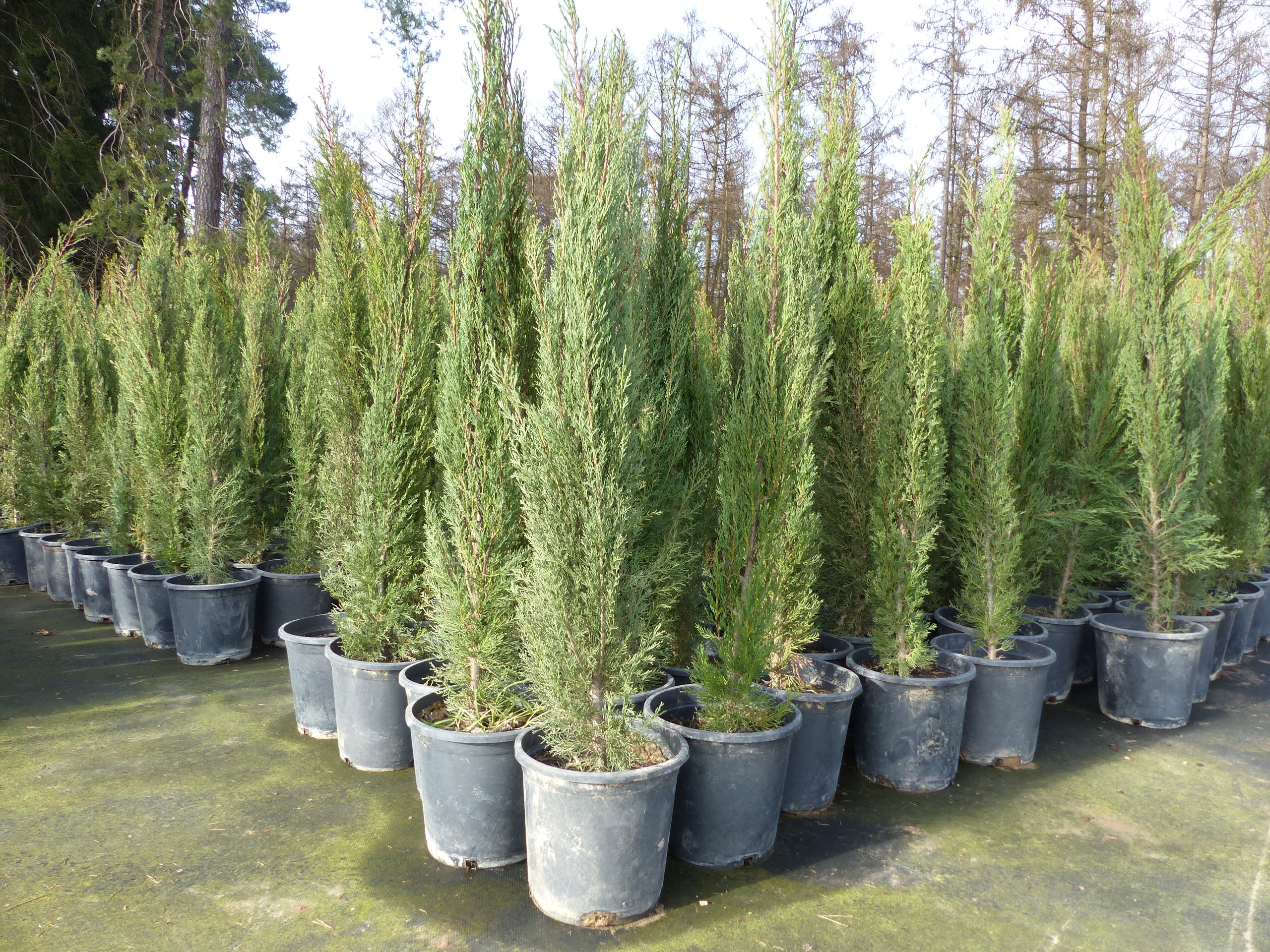 1x Mittelmeerzypresse 180 cm S&auml;ulen Toskana Zypressen Zypresse Cupressus Sempervirens - Bild 1