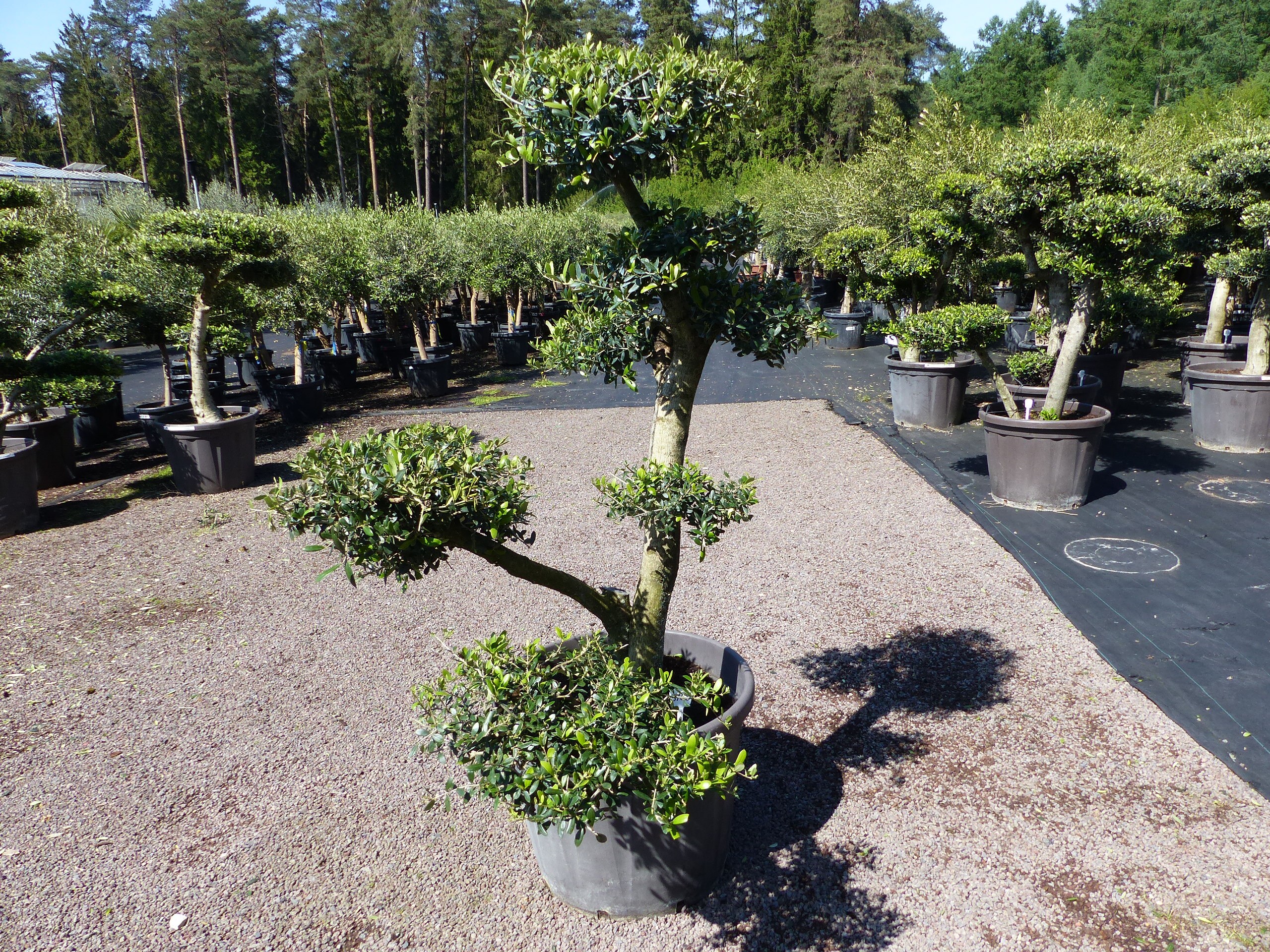 Olivenbaum 8 Pon Pon Bonsai Formgeh&ouml;lz Gartenbonsai Olea europaea Olive winterhart - Bild 1