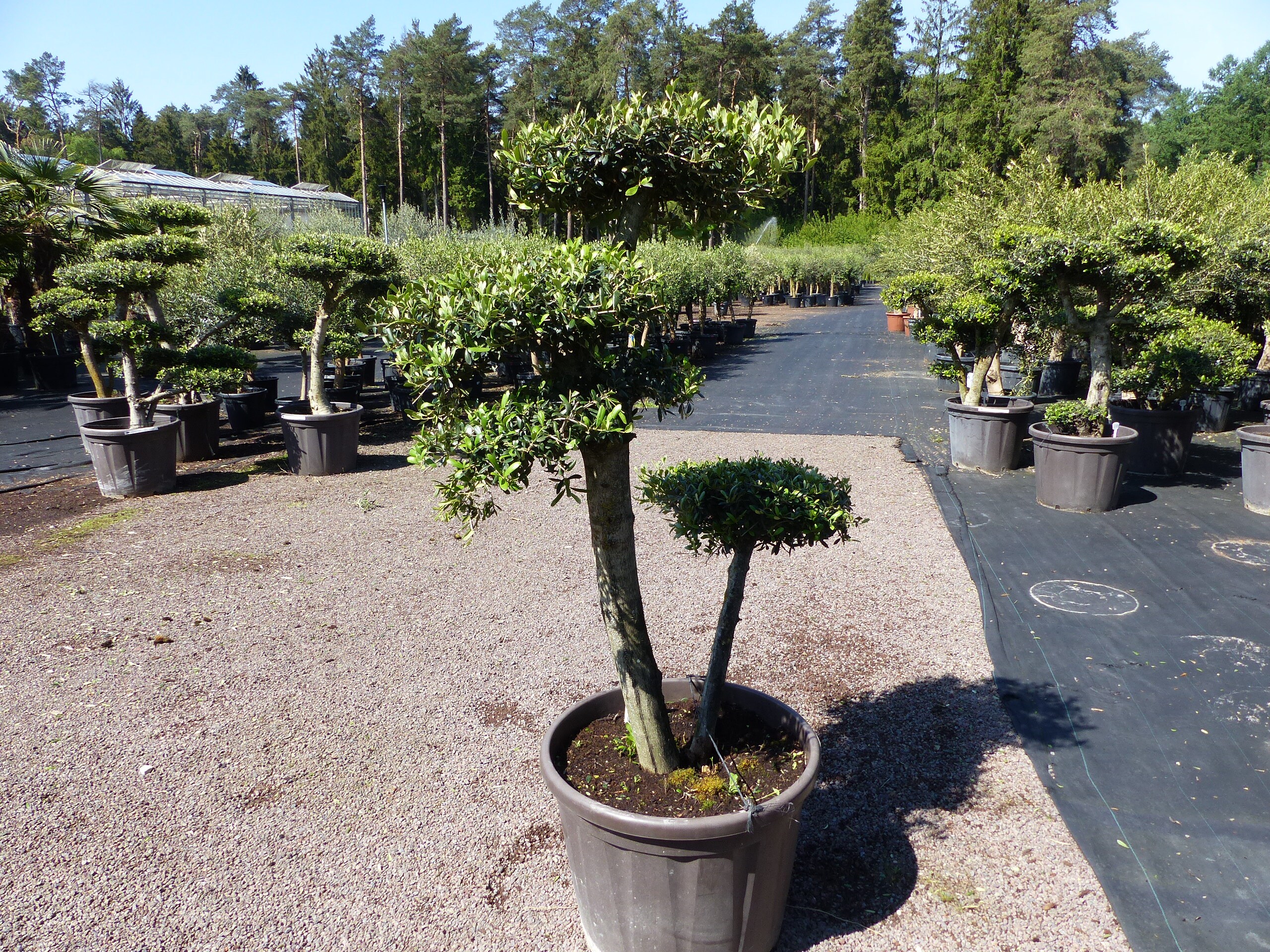 Olivenbaum 4 Pon Pon Bonsai Formgeh&ouml;lz Gartenbonsai Olea europaea Olive winterhart - Bild 1