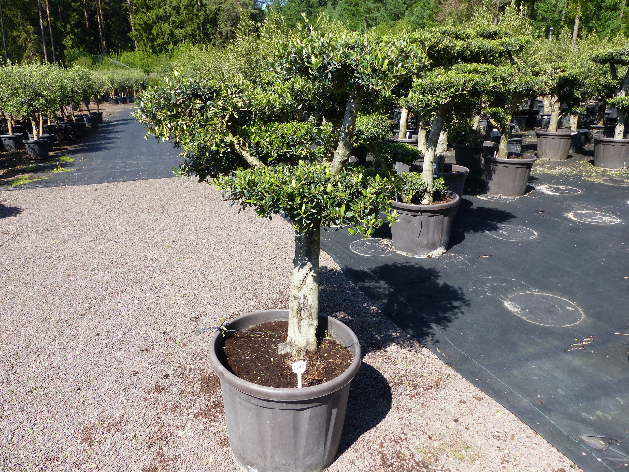 Olivenbaum 4 Pon Pon Bonsai Formgeh&ouml;lz Gartenbonsai Olea europaea Olive winterhart - Bild 1