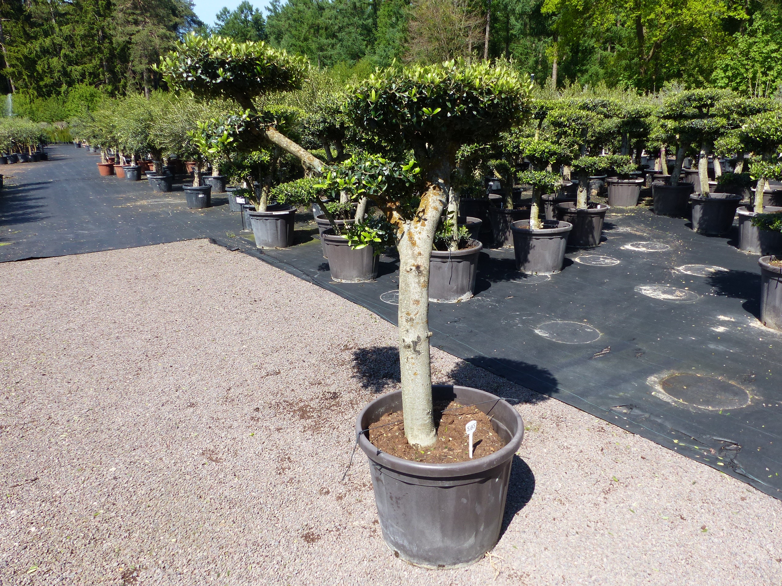 Olivenbaum 6 Pon Pon Bonsai Formgeh&ouml;lz Gartenbonsai Olea europaea Olive winterhart - Bild 1