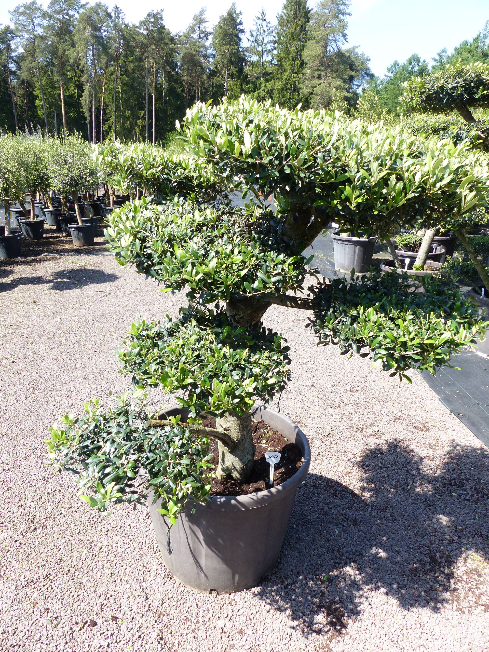 Olivenbaum 7 Pon Pon Bonsai Formgeh&ouml;lz Gartenbonsai Olea europaea Olive winterhart - Bild 1
