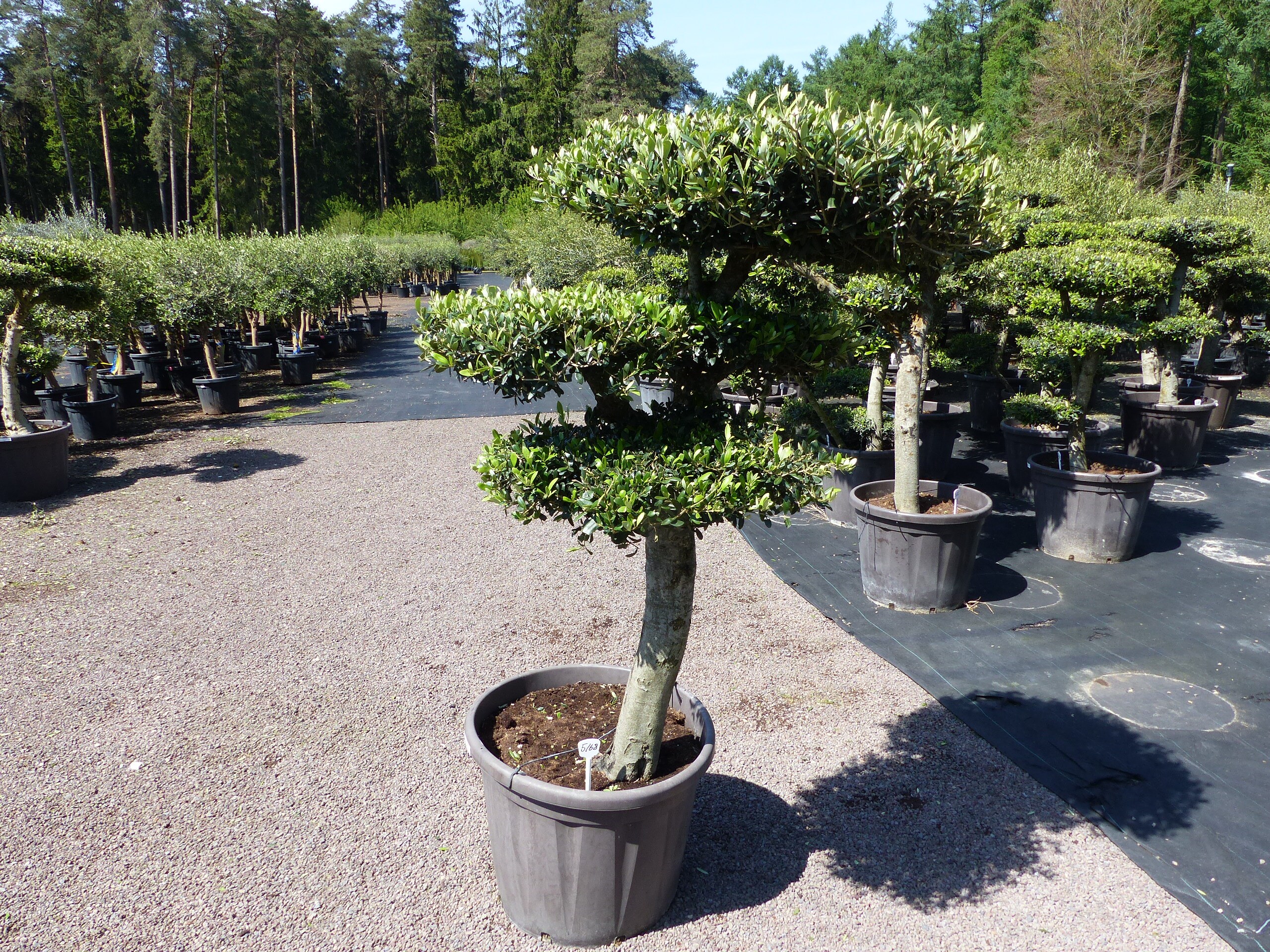 Olivenbaum 4 Pon Pon Bonsai Formgeh&ouml;lz Gartenbonsai Olea europaea Olive winterhart - Bild 1