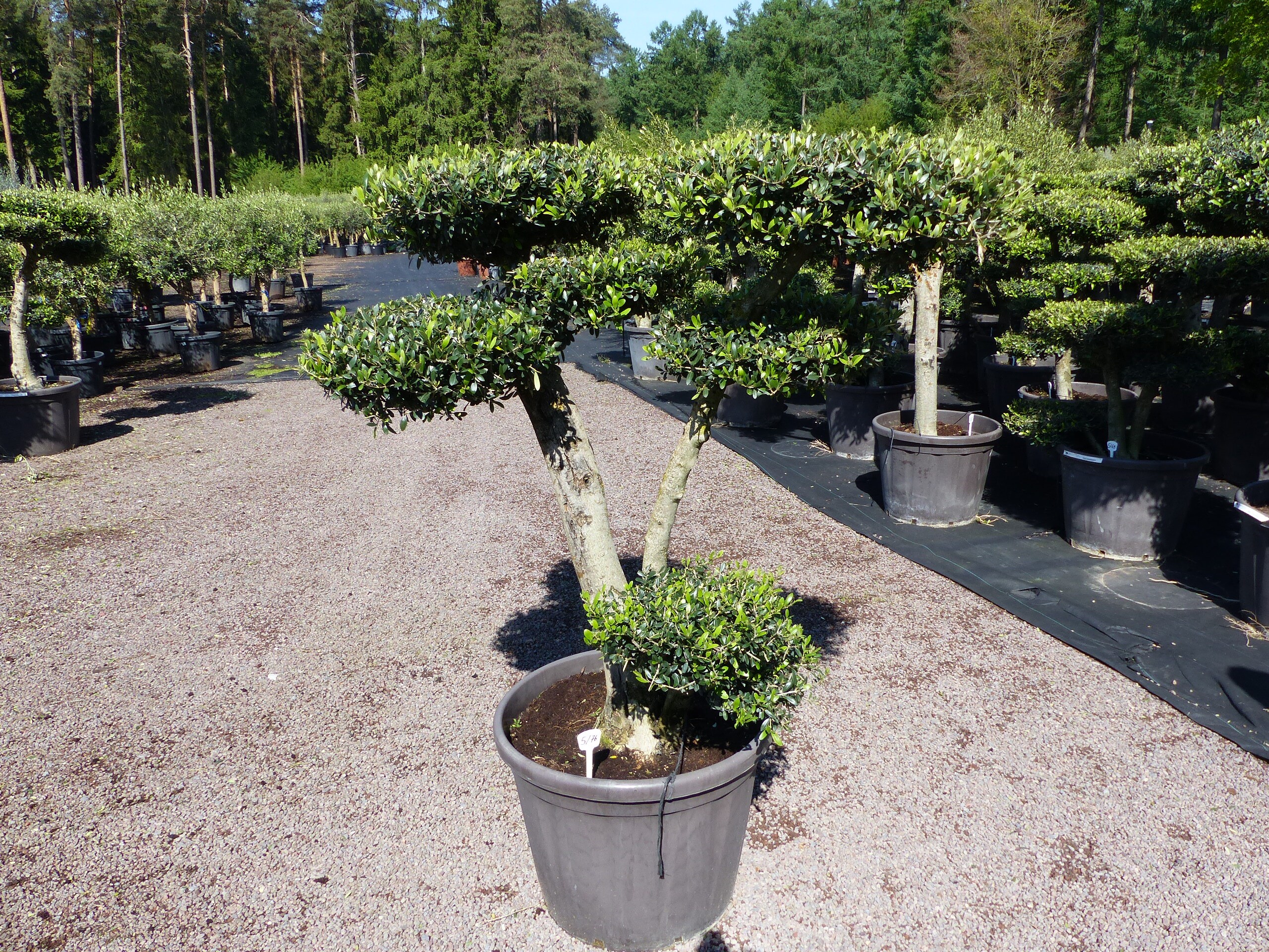 Olivenbaum 7 Pon Pon Bonsai Formgeh&ouml;lz Gartenbonsai Olea europaea Olive winterhart - Bild 1