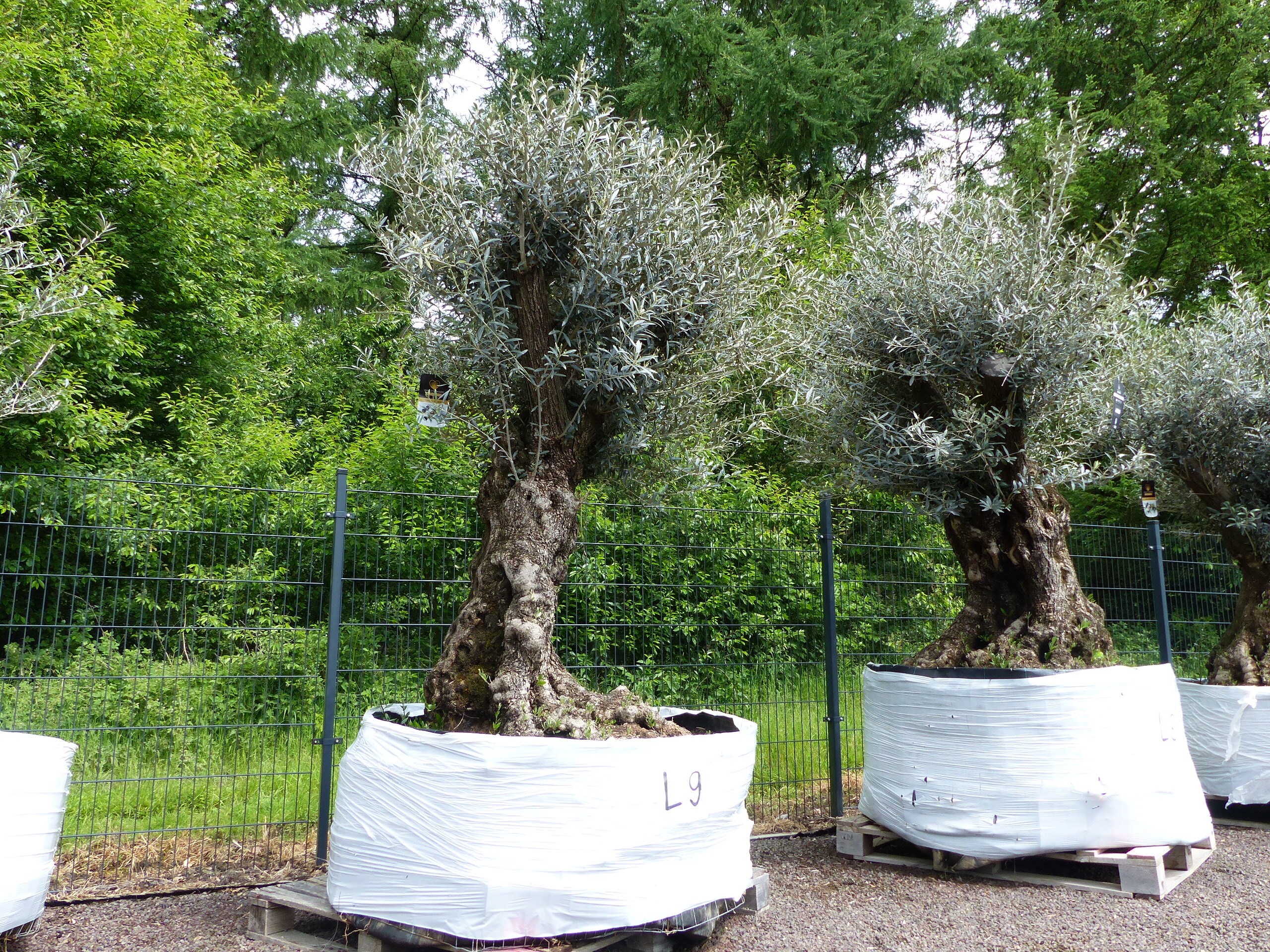 genau dieser Baum L9 Olivenbaum 230 cm, knorrige alte urige Olive winterhart - Bild 1