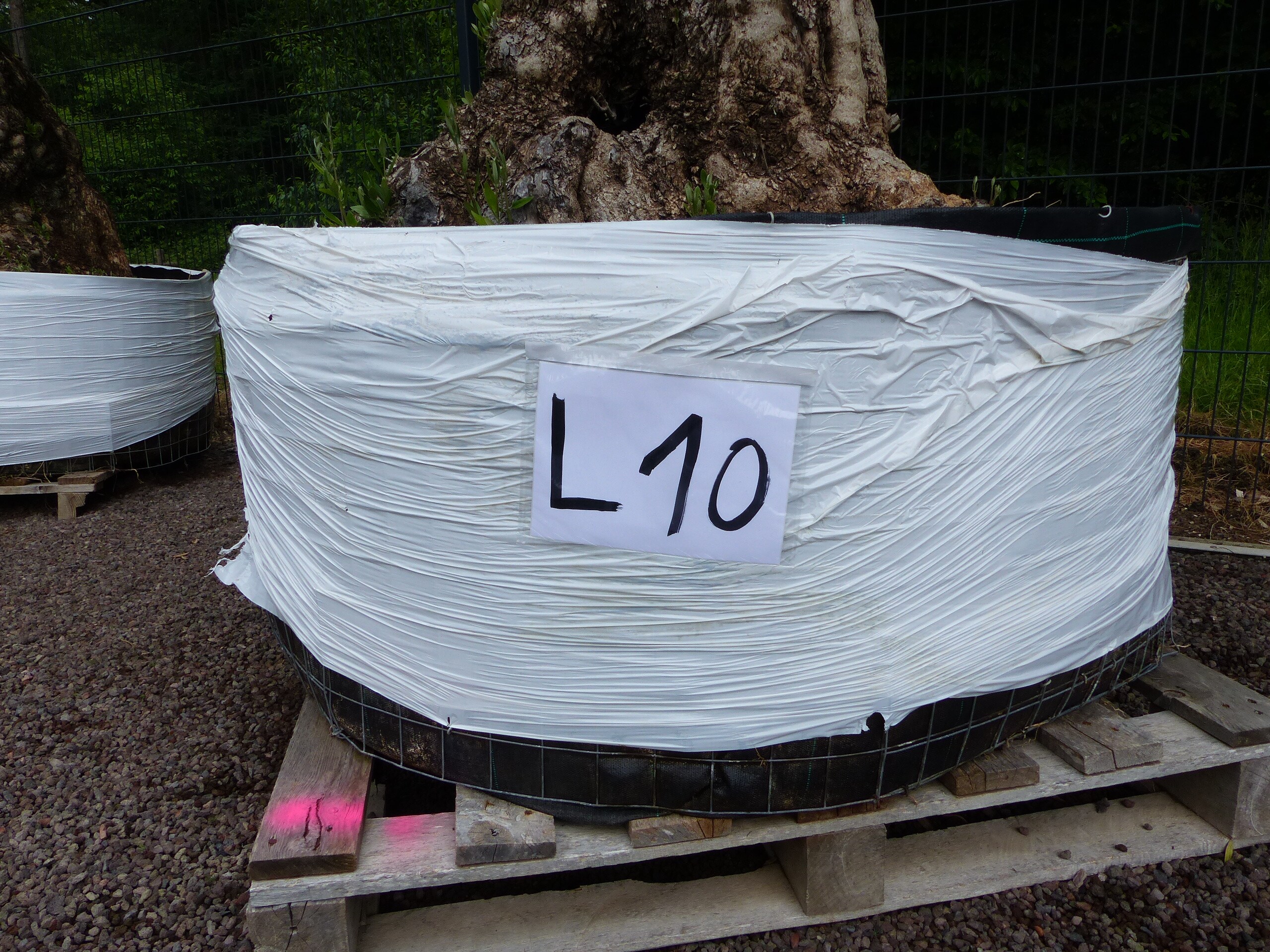 genau dieser Baum L10 Olivenbaum 240 cm, knorrige alte urige Olive winterhart - Bild 1