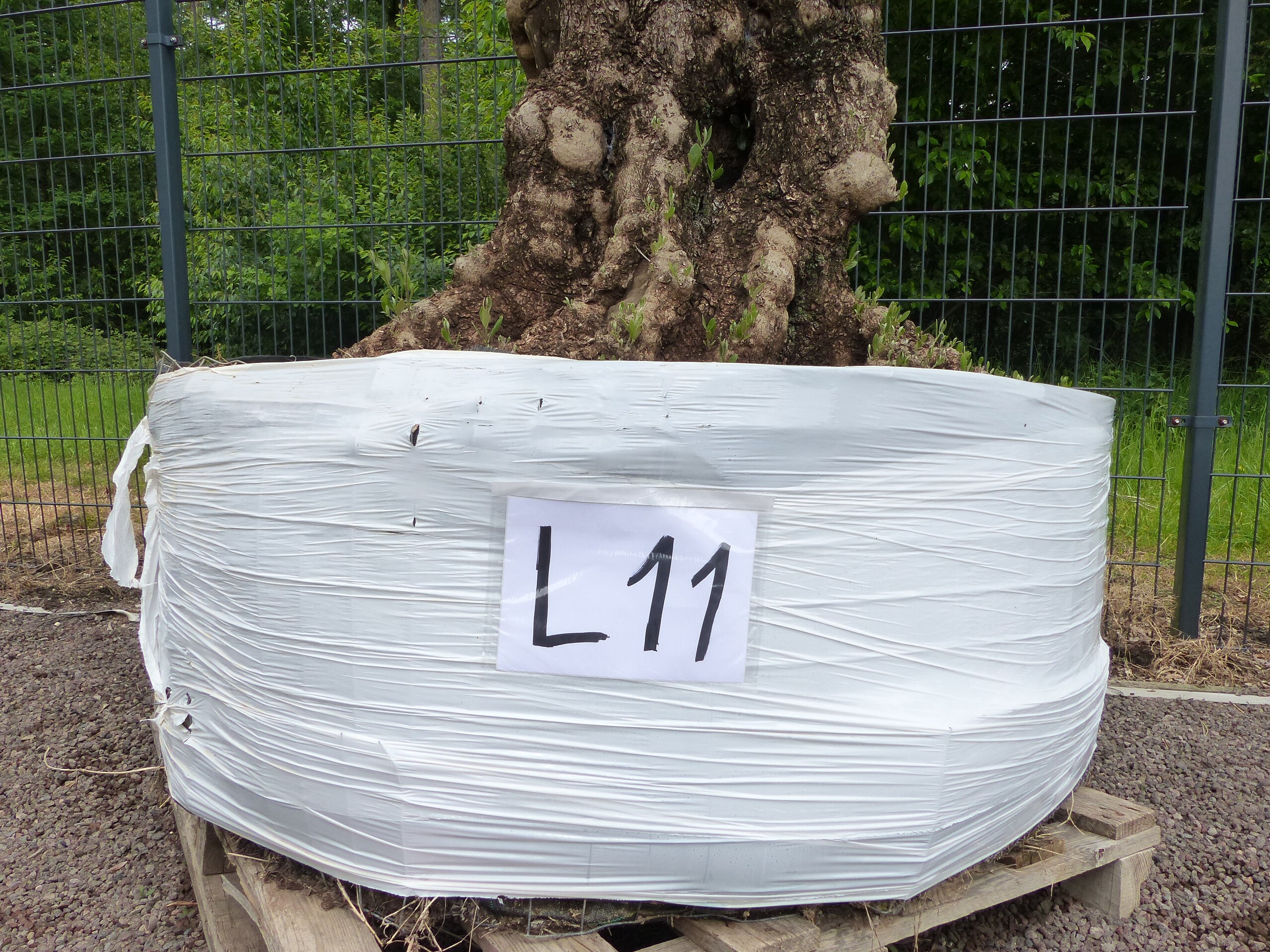 genau dieser Baum L11 Olivenbaum 225 cm, knorrige alte urige Olive winterhart - Bild 1