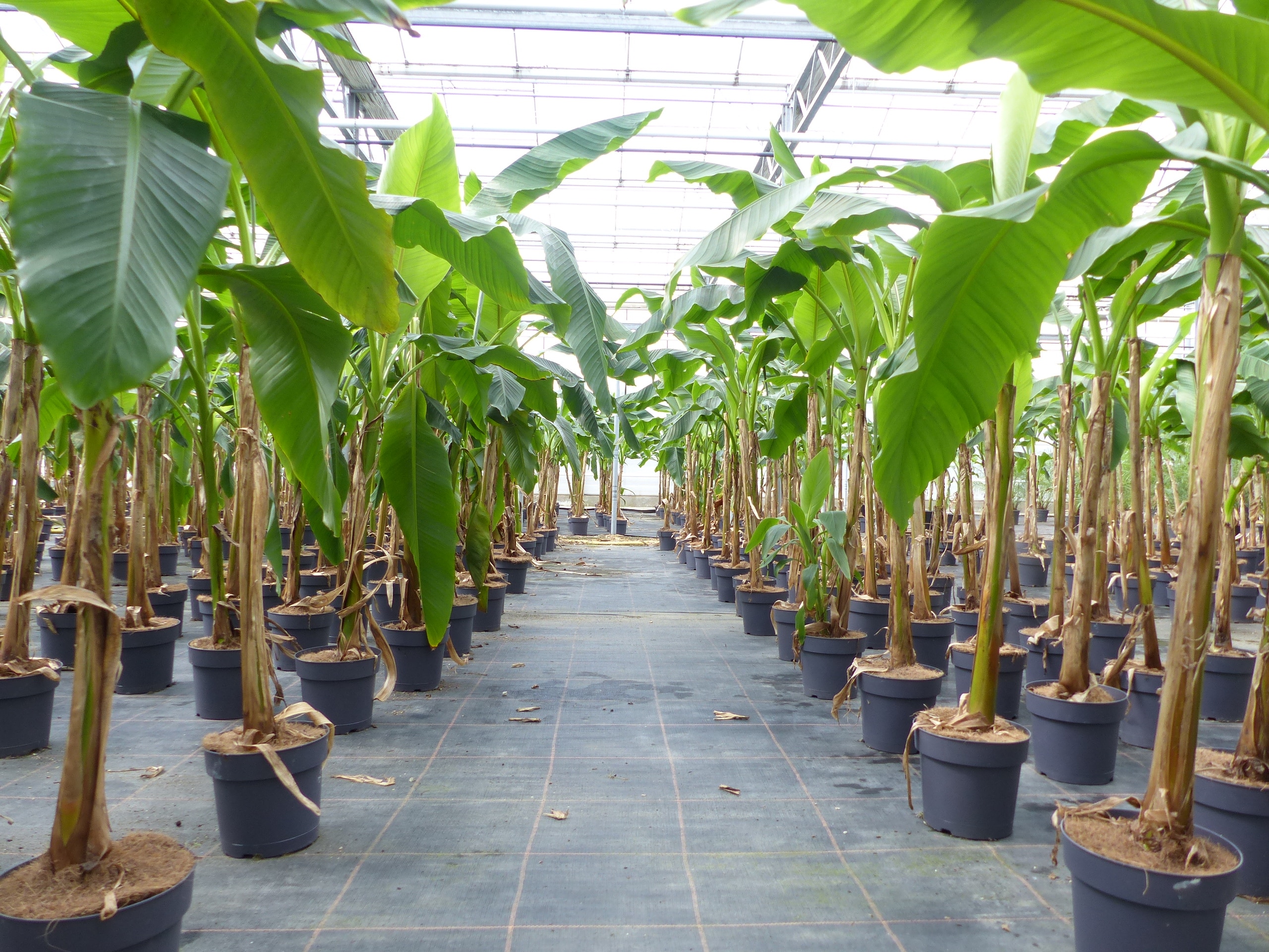 bambus ficus Gartenbambus - Fargesia rufa main image 1