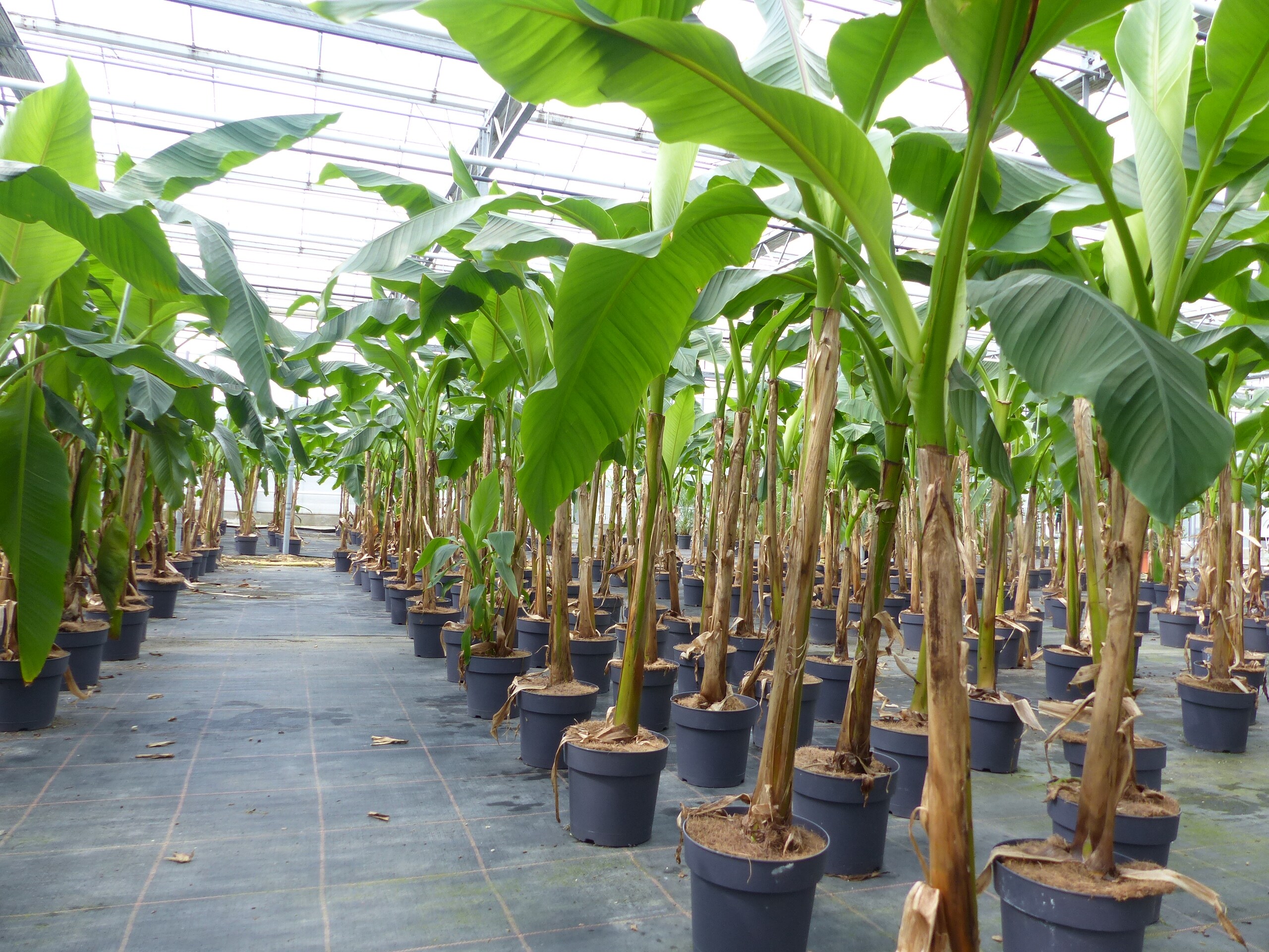 Bananenstaude Musa Basjoo 140 - 170 cm winterhart Staude japanische  Faserbanane