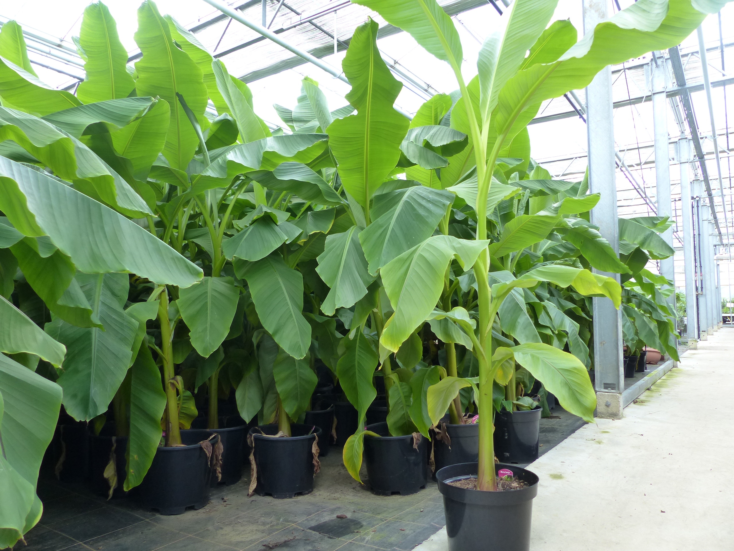2 St&uuml;ck Bananenstaude Banane Musa Basjoo 170 cm winterhart Staude japanische Faserbanane - Bild 1