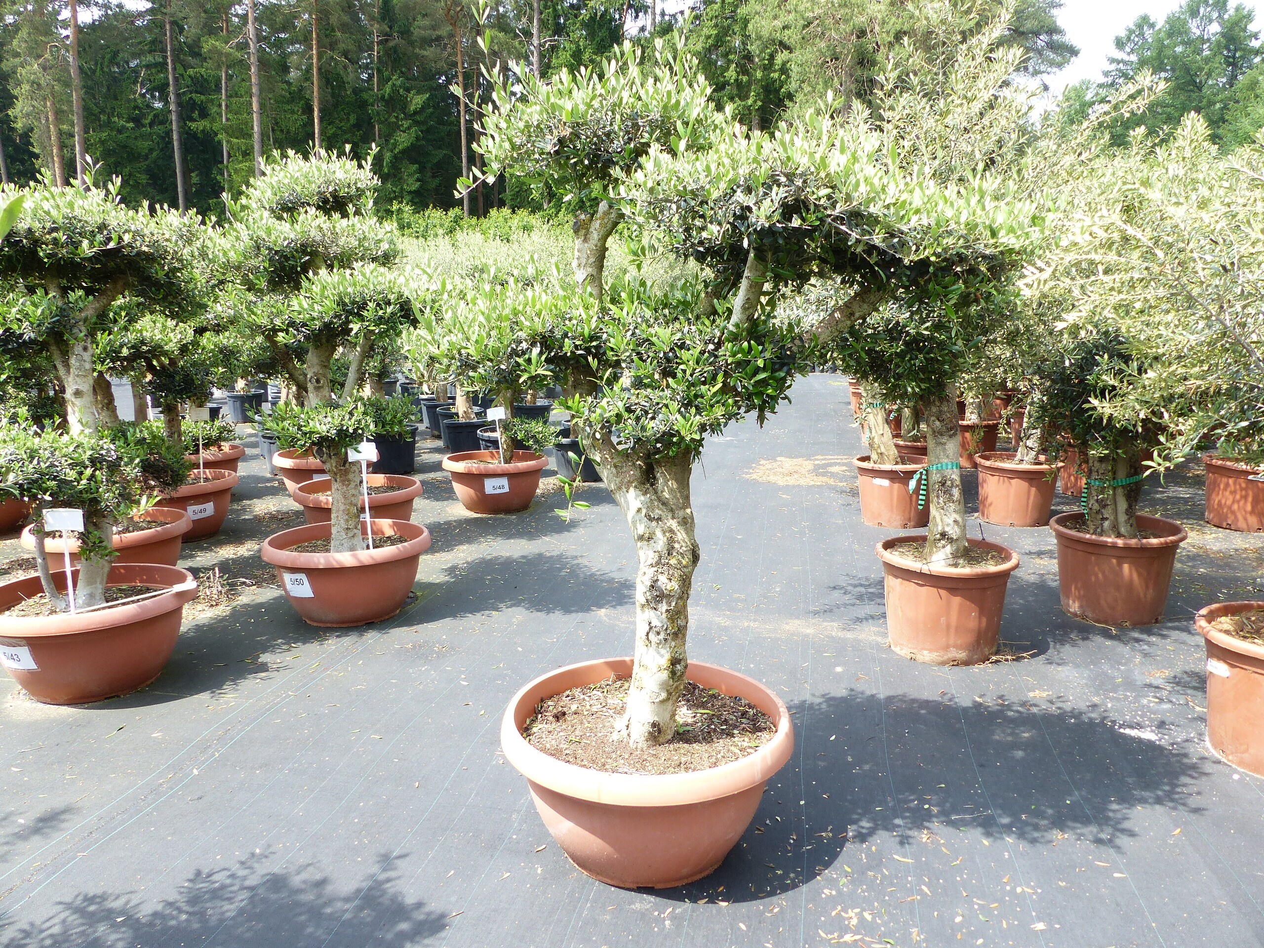 Olivenbaum Pon Pon 180 cm | 7 Pon Pon Bonsai Formgeh&ouml;lz, winterhart - Bild 1
