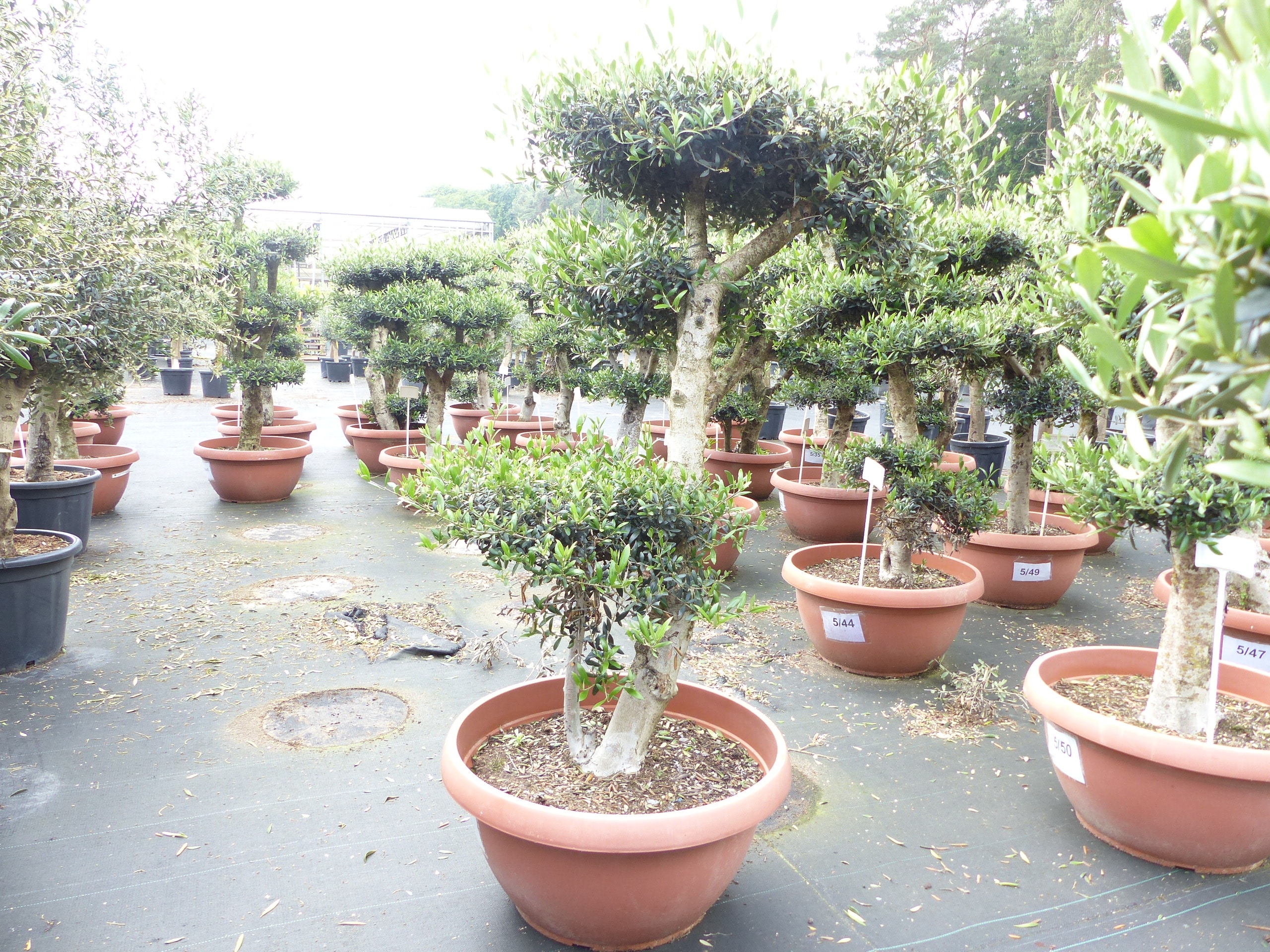 Olivenbaum Pon Pon 170 cm | 4 Pon Pon Bonsai Formgeh&ouml;lz, winterhart - Bild 1
