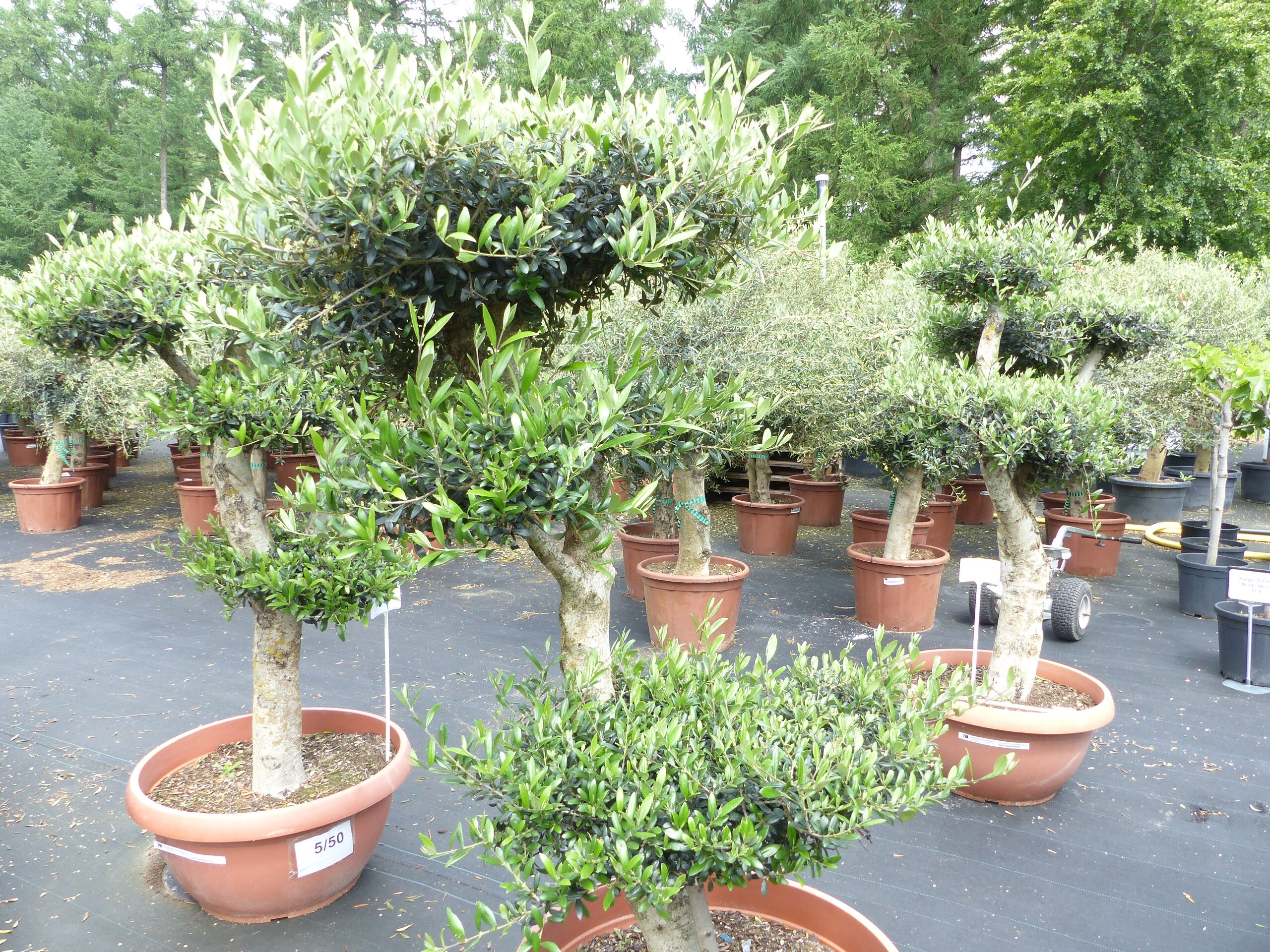 dünger für smaragd thuja Koniferen Dünger von Flora Boost | 200L Ergiebigkeit