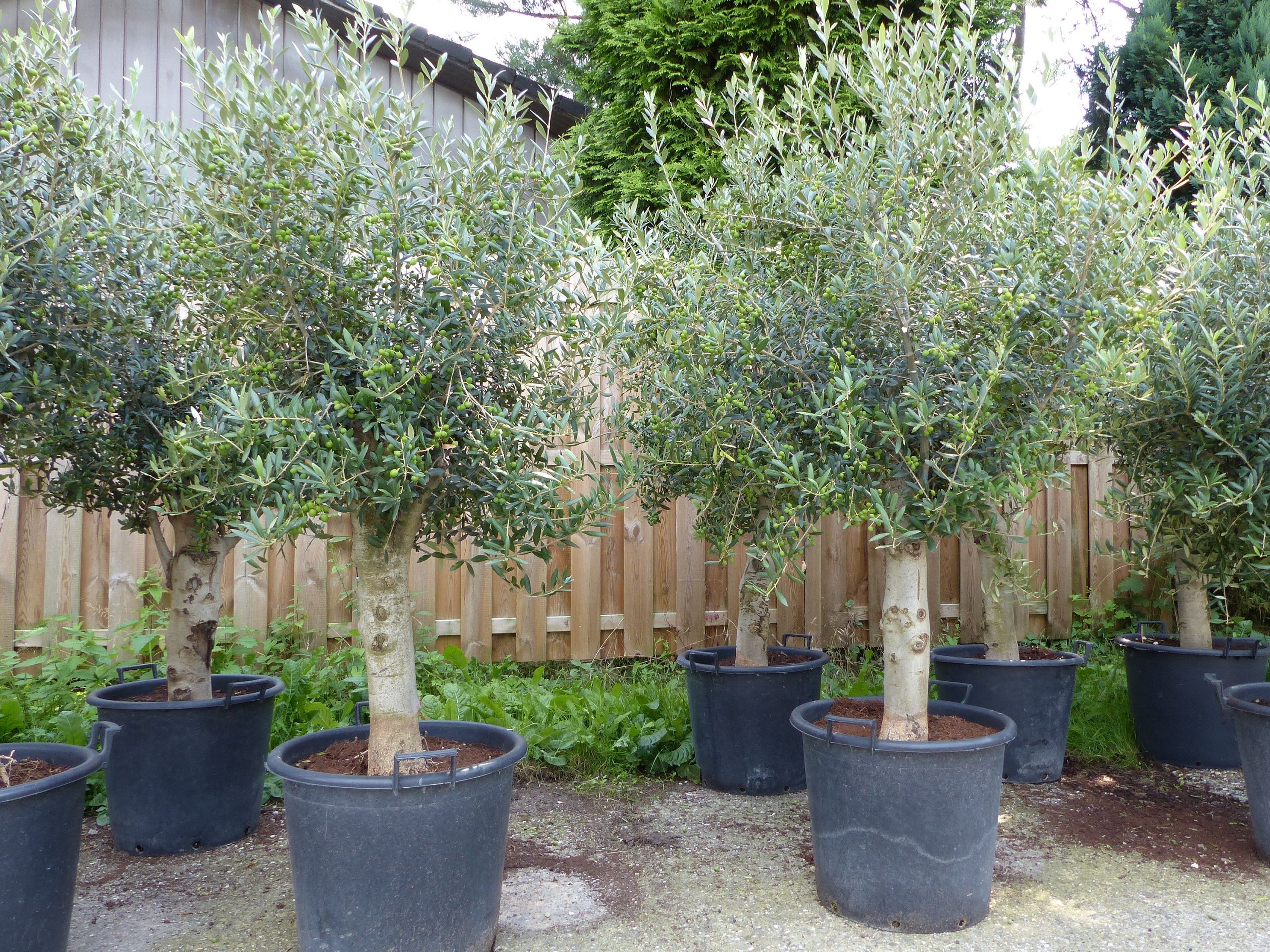 ANGEBOT: winterharter XL Olivenbaum Premiumqualit&auml;t 45 Jahre, dicke St&auml;mme, winterhart - Bild 1