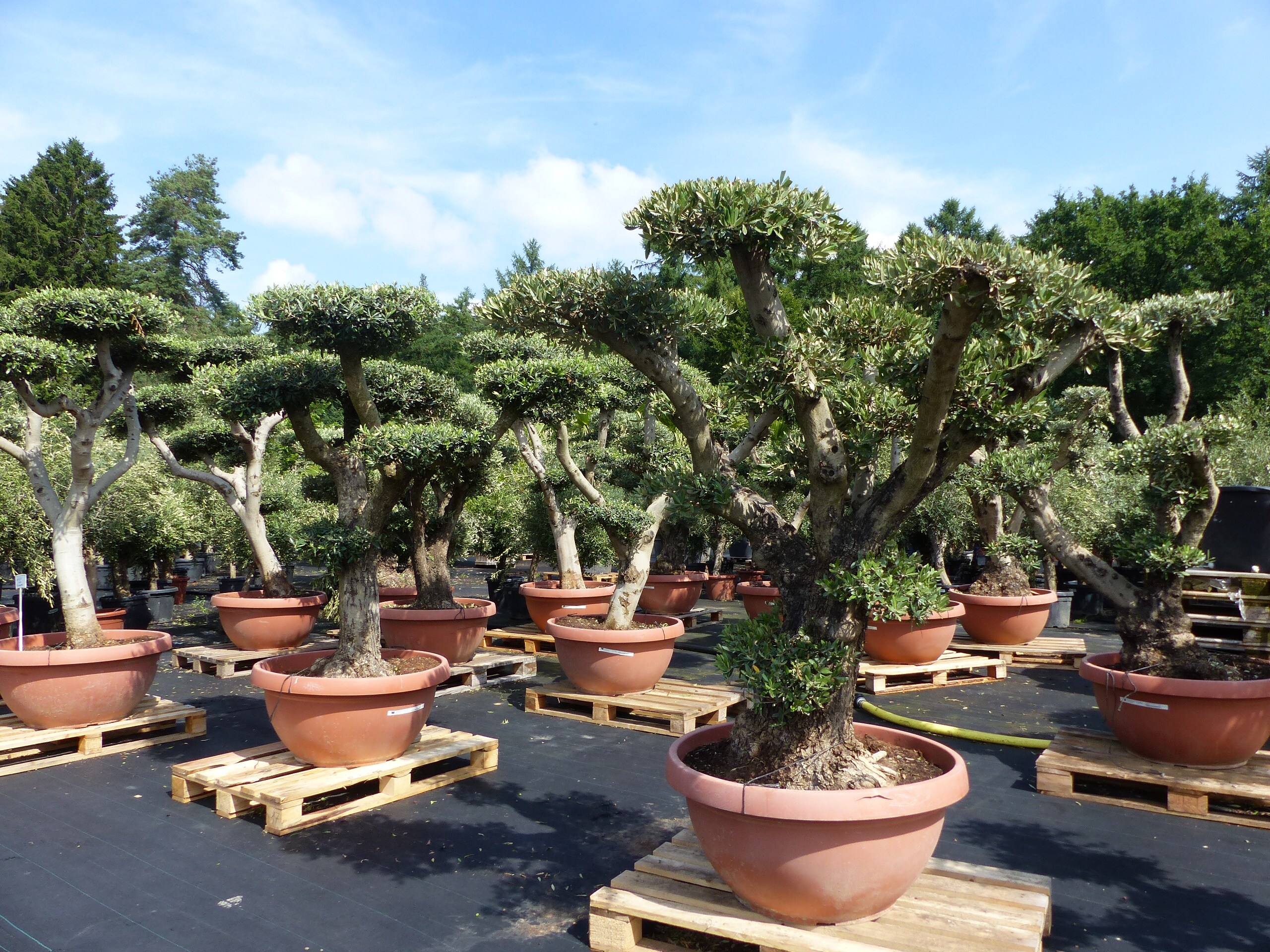 Olivenbaum Pon Pon Olive Gartenbonsai Bonsai Formgehlz, winterhart