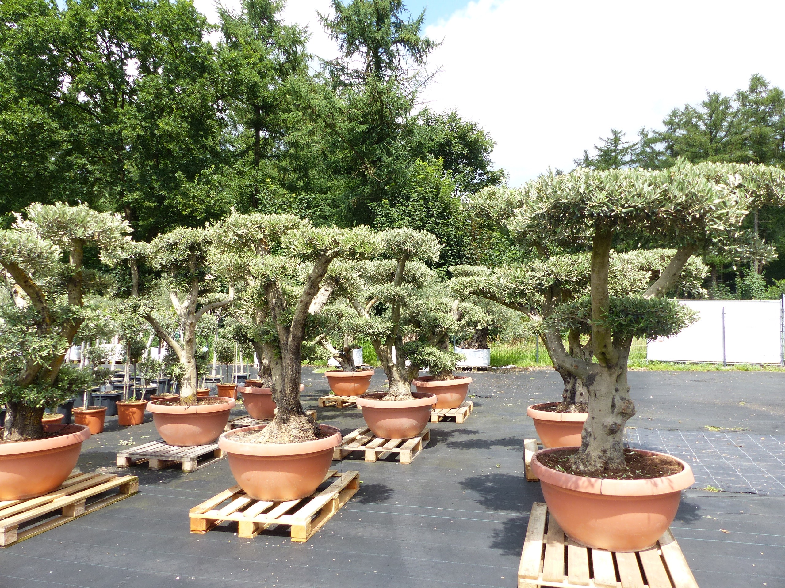 Olivenbaum Pon Pon Olive Gartenbonsai Bonsai Formgehlz, winterhart