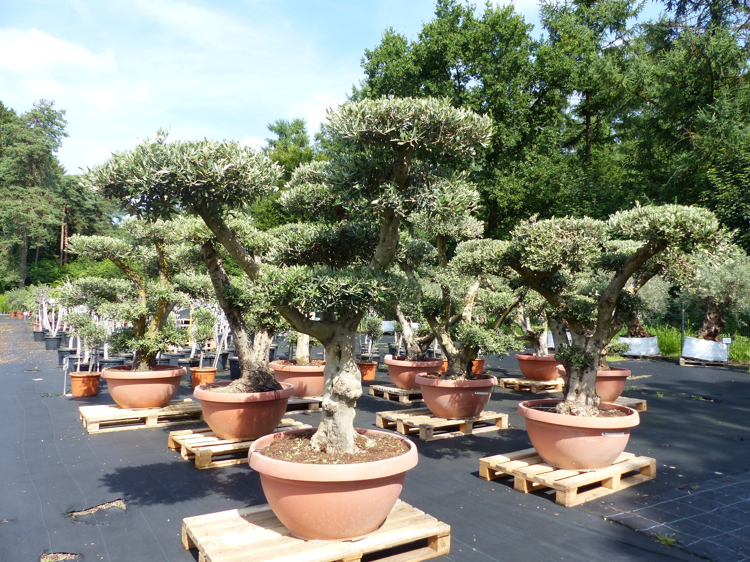 glanzmispel 'carré rouge kübel Glanzmispel Photinia fraseri Carré Rouge Gartenpflanze 19cm 90cm