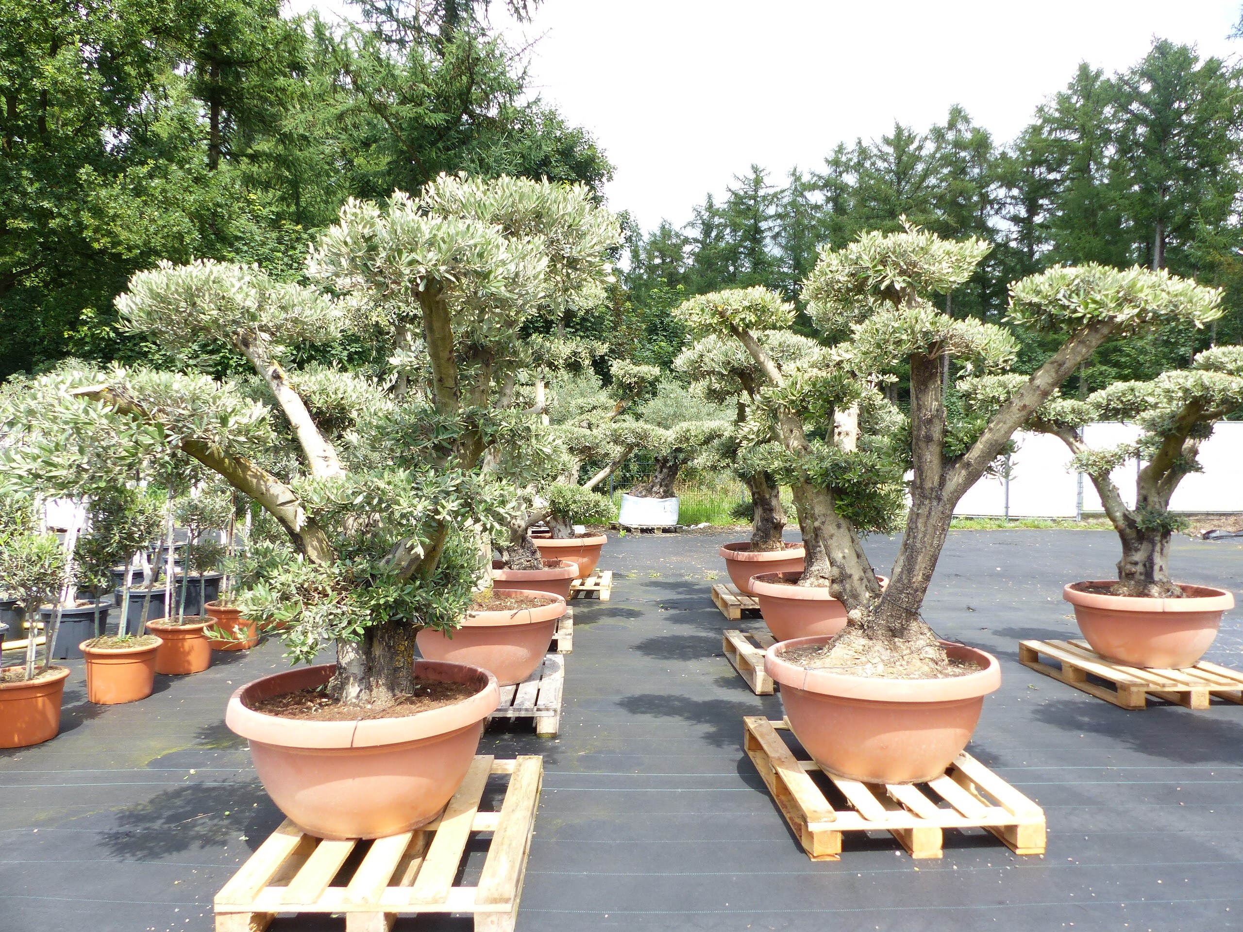 Olivenbaum Pon Pon Olive Gartenbonsai Bonsai Formgehlz, winterhart