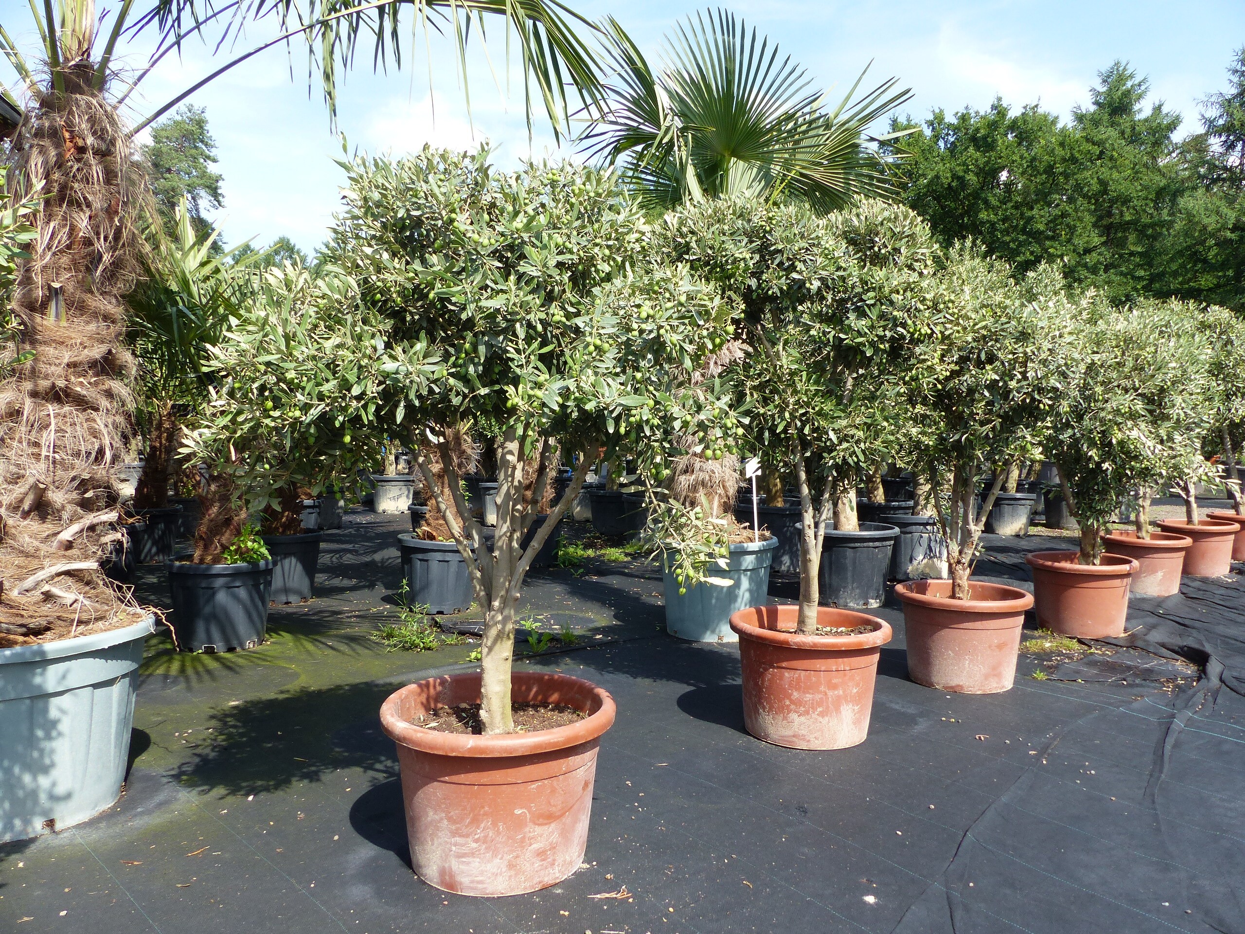 Olivenbaum 120 - 140 cm mit vielen Oliven winterhart Olea Europaea Bonsai - Bild 1