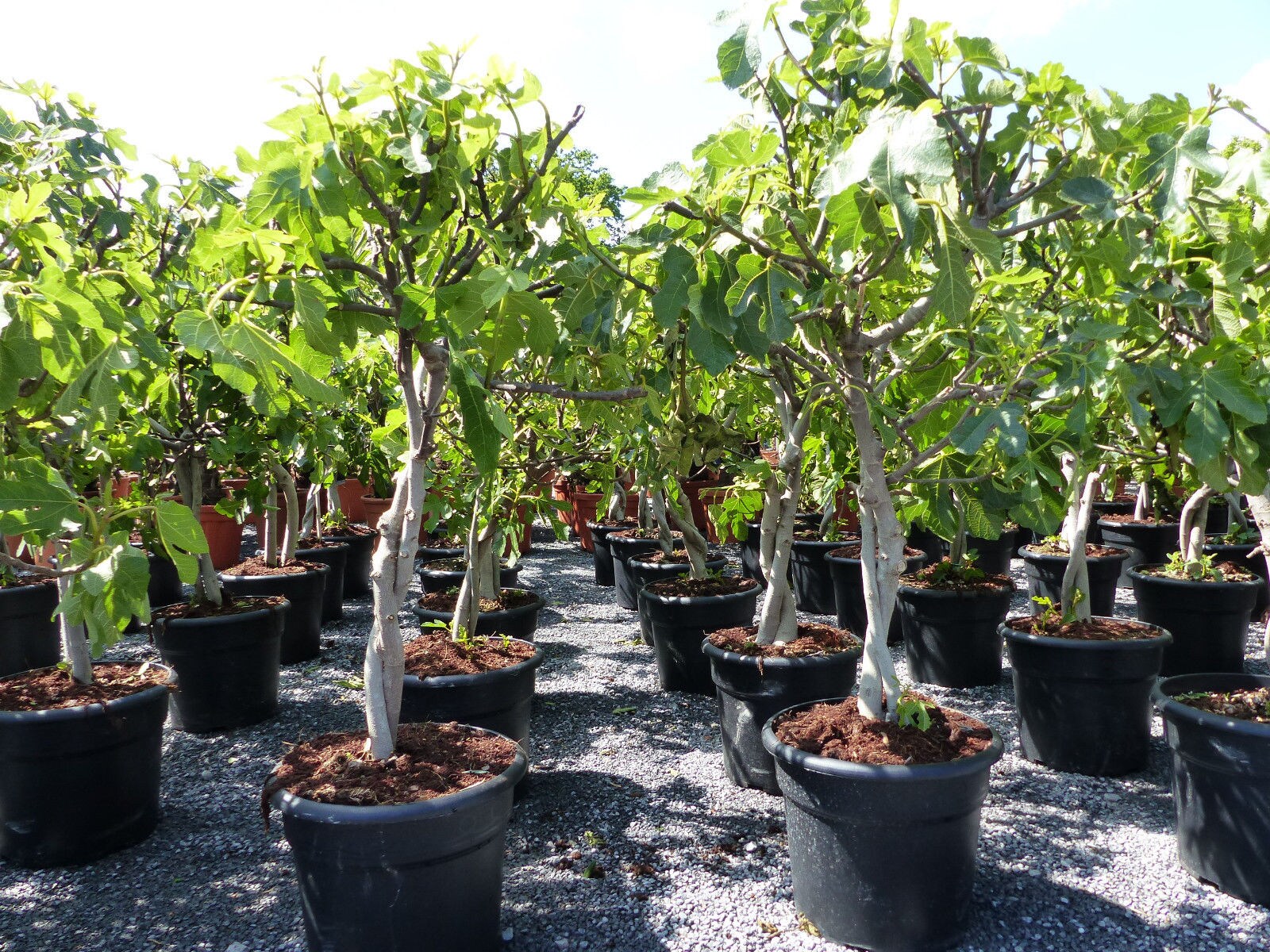 Feigenbaum 100 cm - hell UND dunkel - in 1 Topf, Obstbaum, winterhart, Ficus Carica, Feige - Bild 1