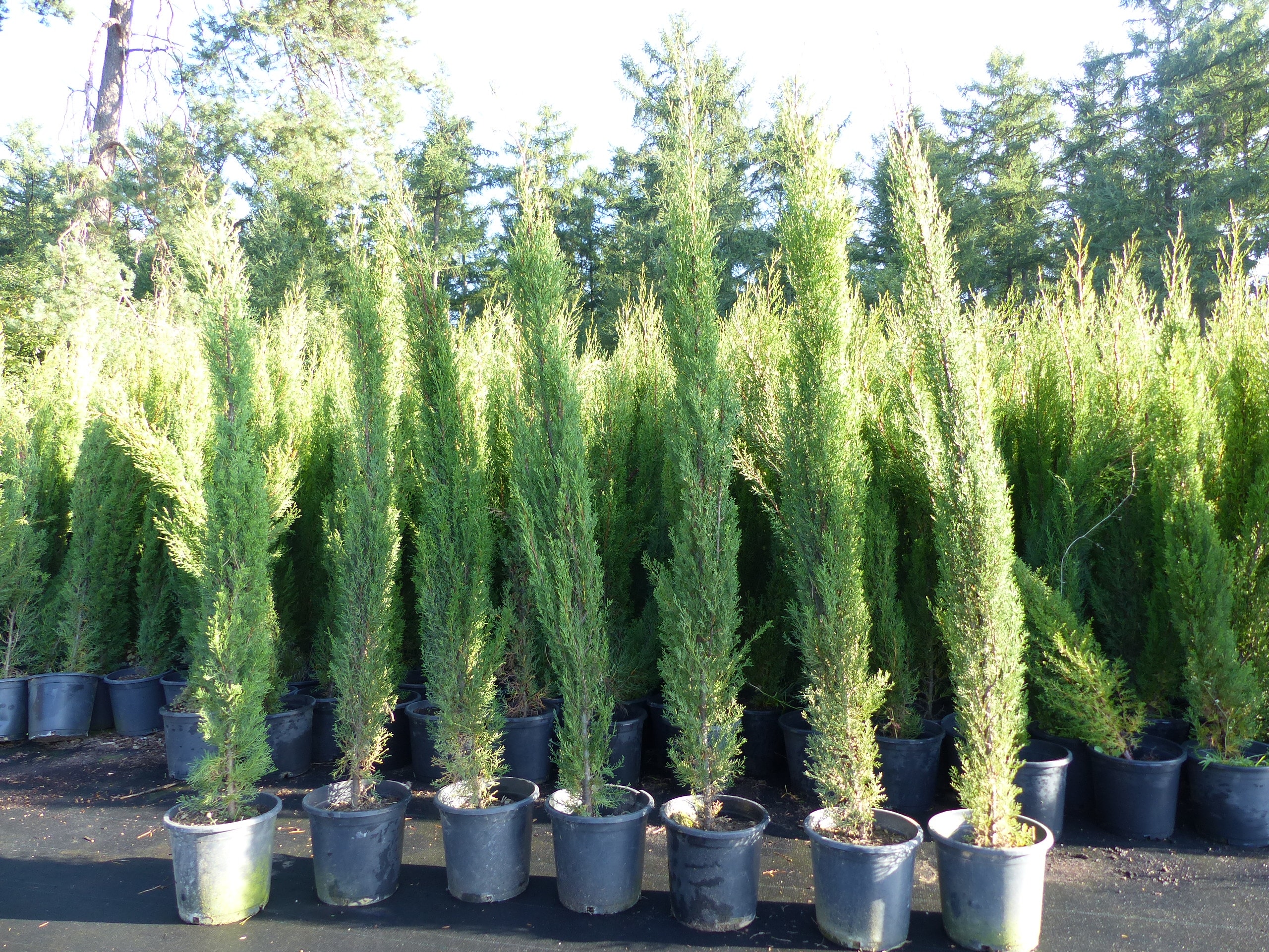 7x Totem 190 - 220 cm Toskana Zypresse Mittelmeerzypresse S&auml;ule winterhart - Bild 1