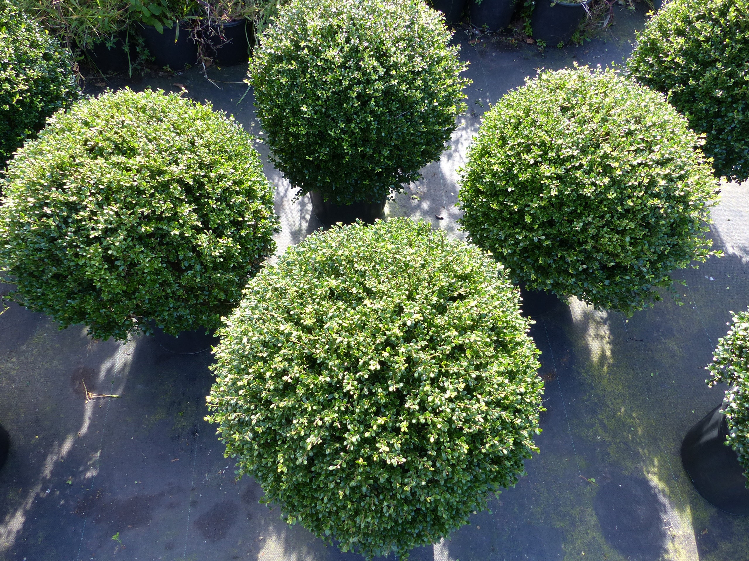 PREMIUM Ilex crenata Stokes Kugel rund &Oslash; 50 - 60 cm Buchsbaum Ersatz winterhart + robust - Bild 1