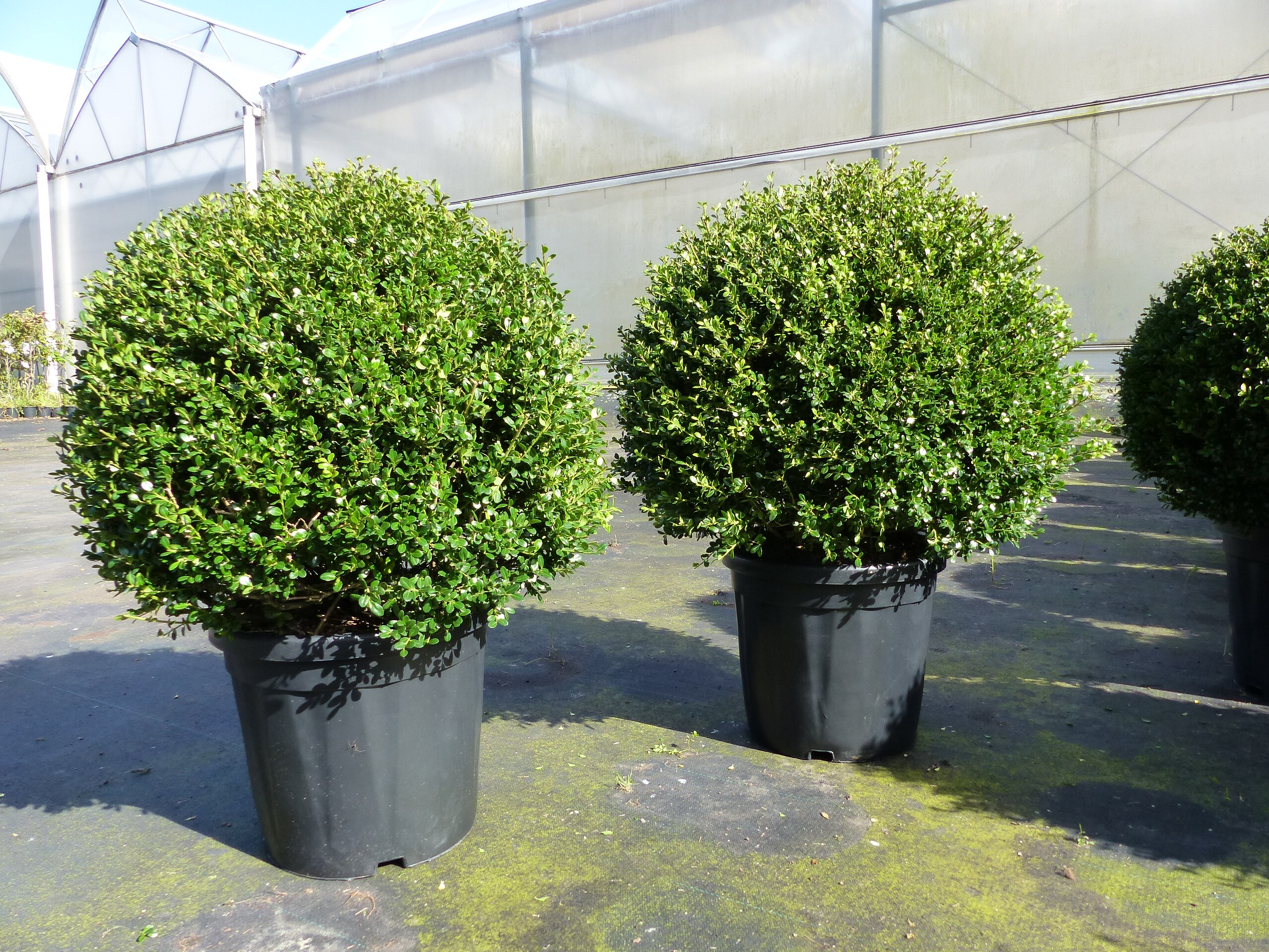 PREMIUM Ilex crenata Stokes Kugel rund Ø 50