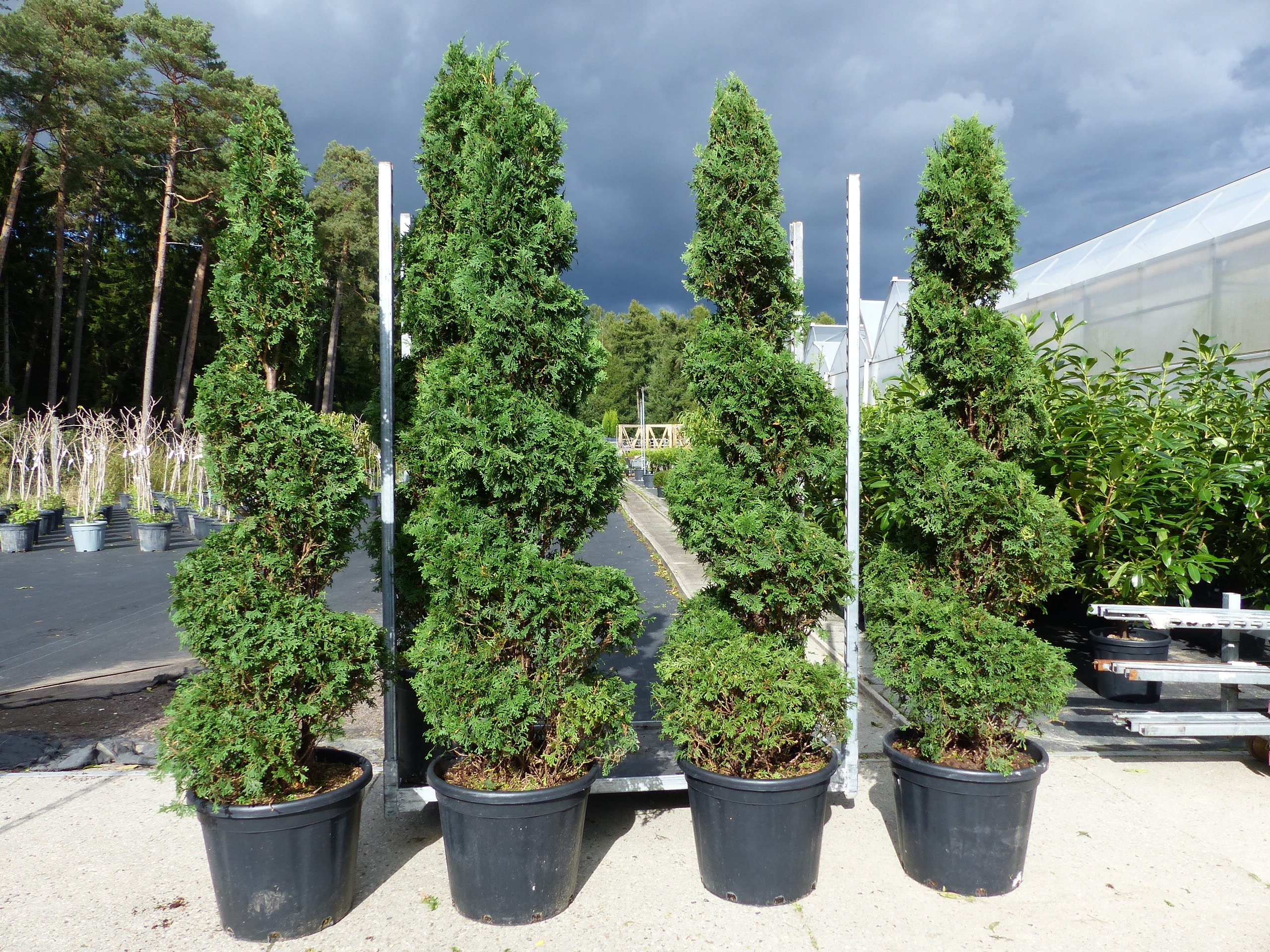 Thuja occ. "Columna" Spirale 180 cm Heckenpflanze Hecke Gartenbonsai Formgeh&ouml;lz - Bild 1