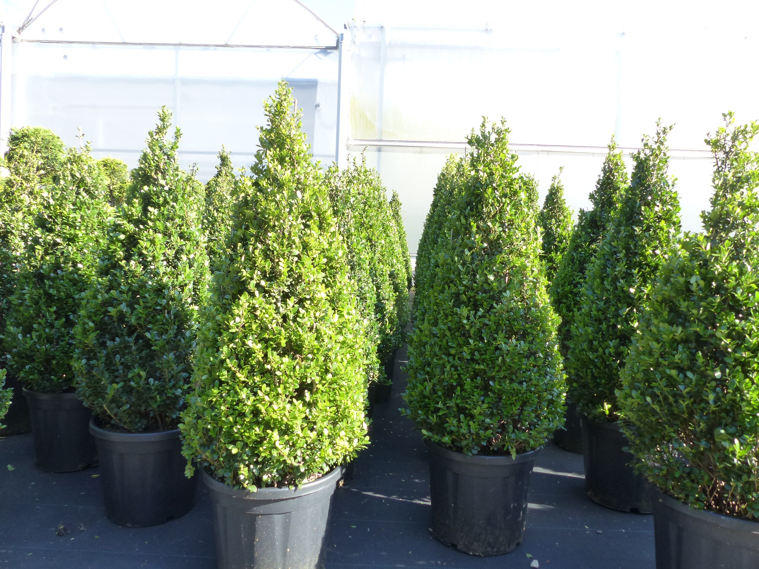 Ilex crenata Caroline Upright Pyramide 130 - 150 cm Kegel Buchsbaum Ersatz winterhart + robust - Bild 1