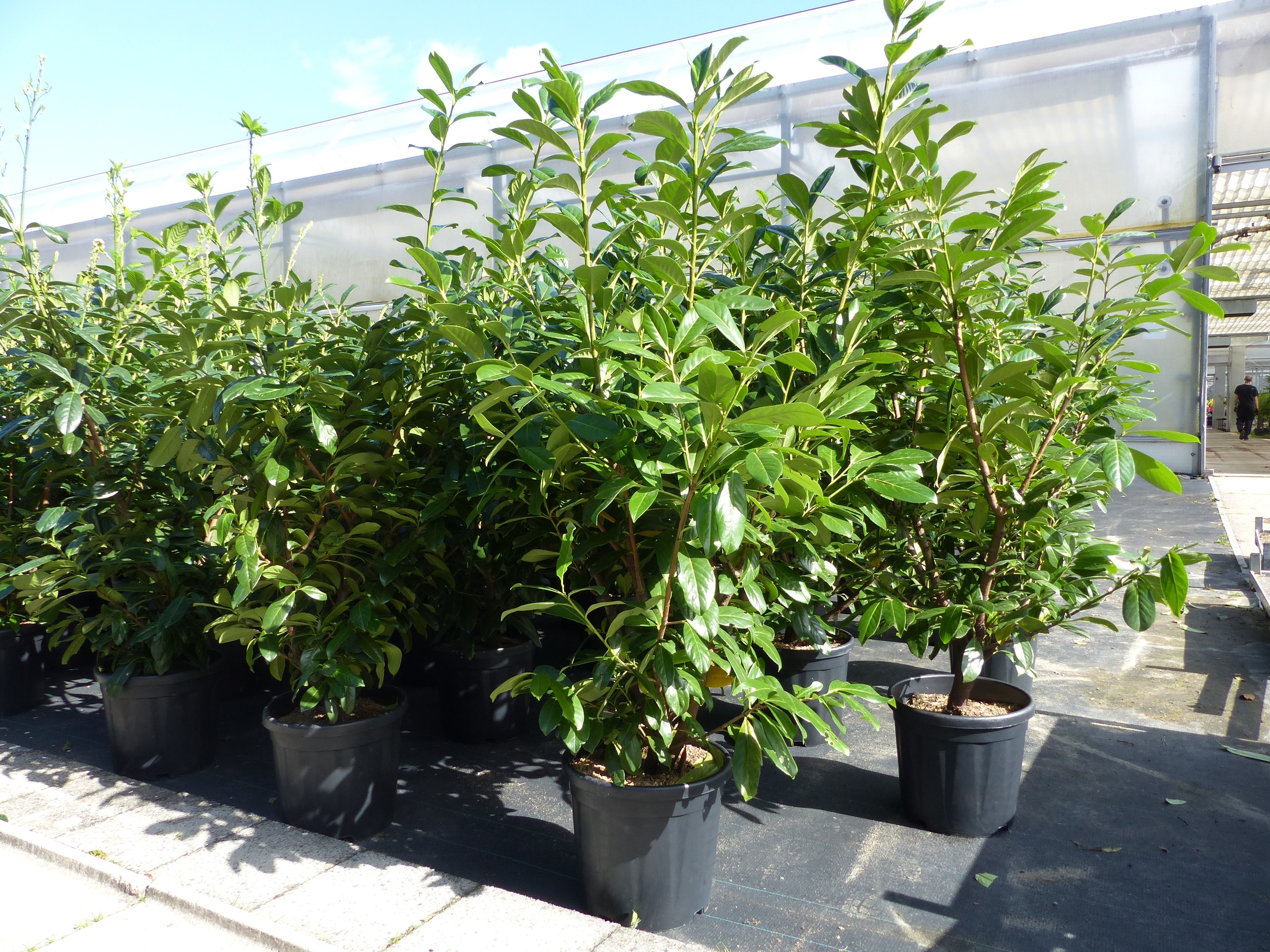 Kirschlorbeer Novita 130 - 160 cm kr&auml;ftige, breite buschige Pflanze, Hecke - Bild 1