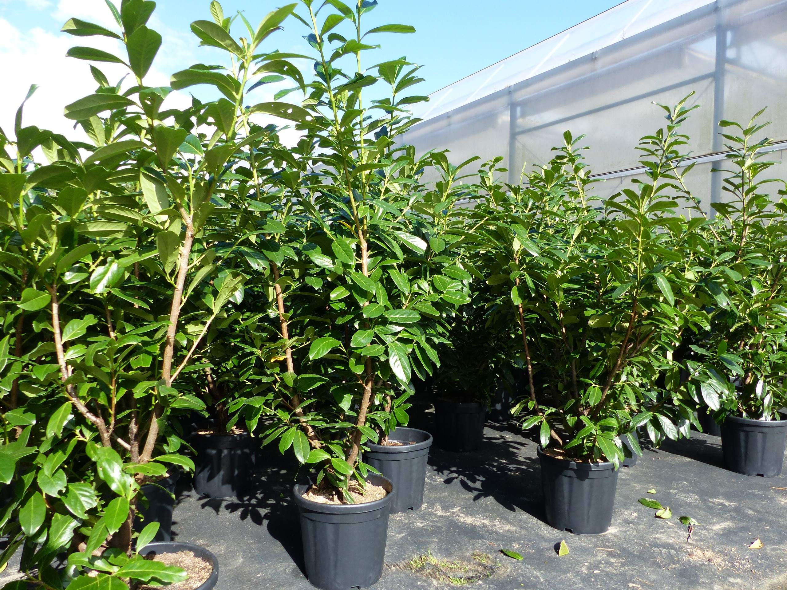 liguster staunässe Gewöhnlicher Liguster - Ligustrum vulgare main image 1