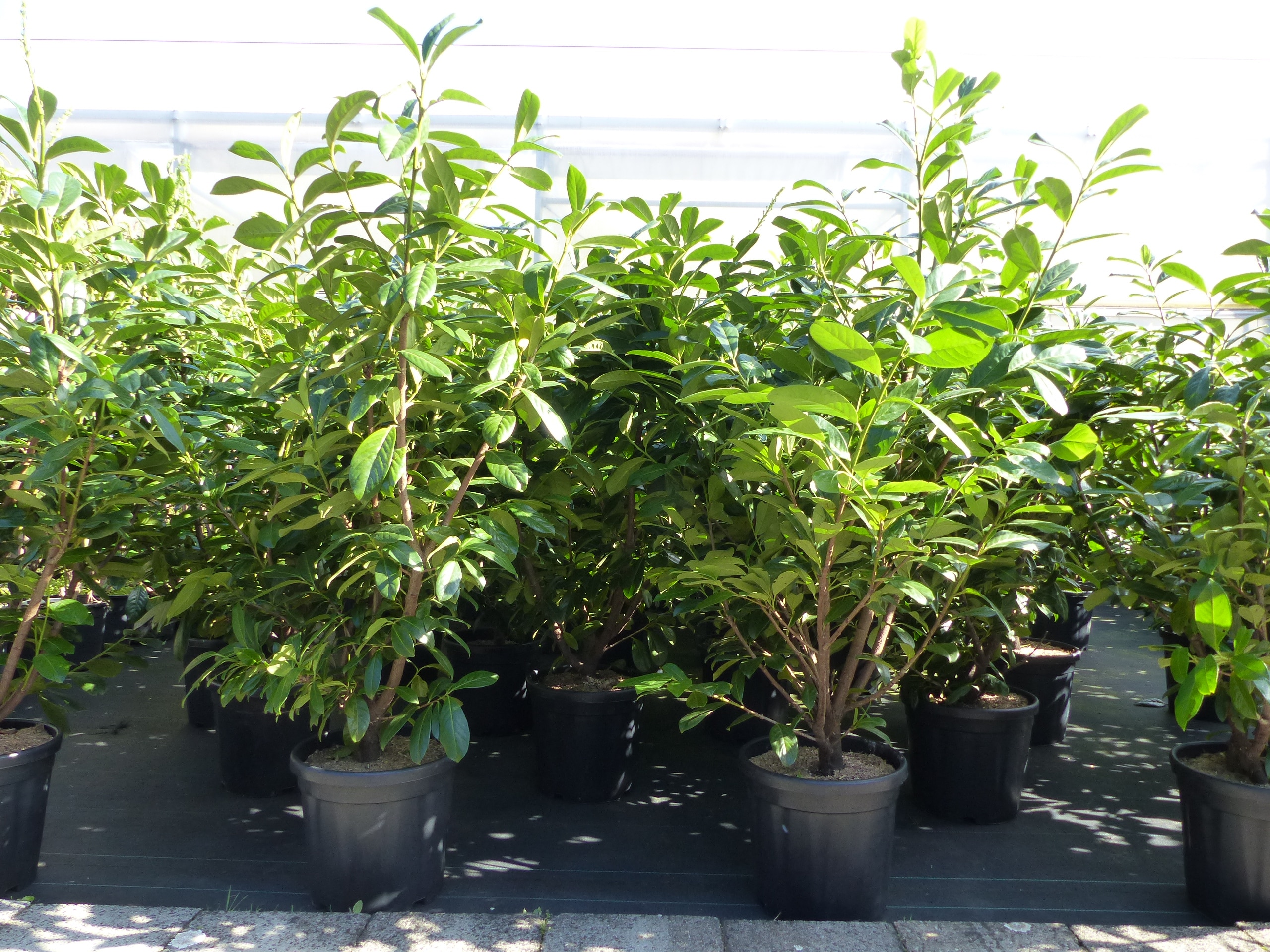 Kirschlorbeer Novita 130 - 160 cm krftige, breite buschige Pflanze, Hecke  online kaufen bei Netto