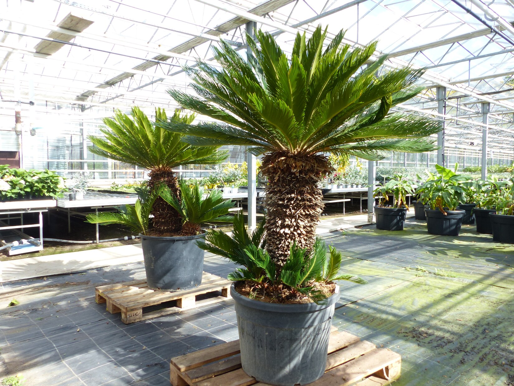 Mega Palmfarn 170 – 180 cm Cycas Revoluta   bis 100 cm Stammumfang   Sagopalme Palme   innen + außen | 04251740125553