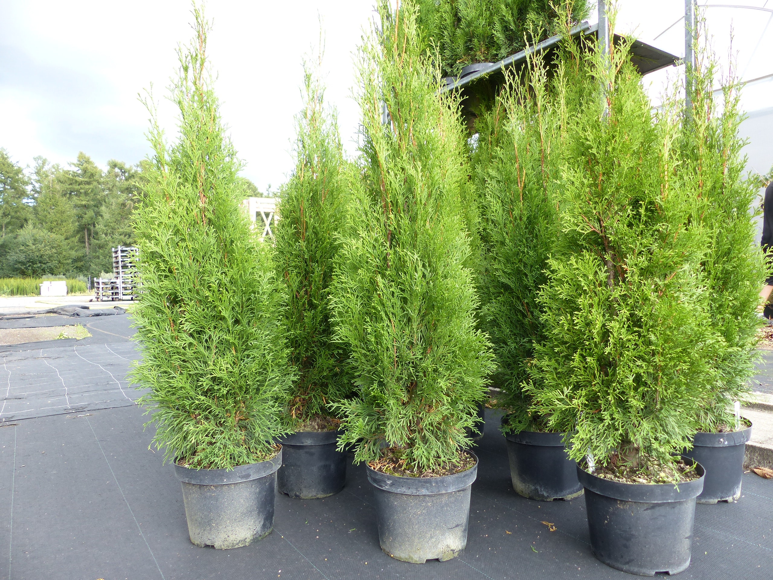 Thuja occ. Smaragd 110-120 cm, Heckenpflanze, Formgeh&ouml;lz, Bonsai, Formschnitt, Gartenbonsai - Bild 1