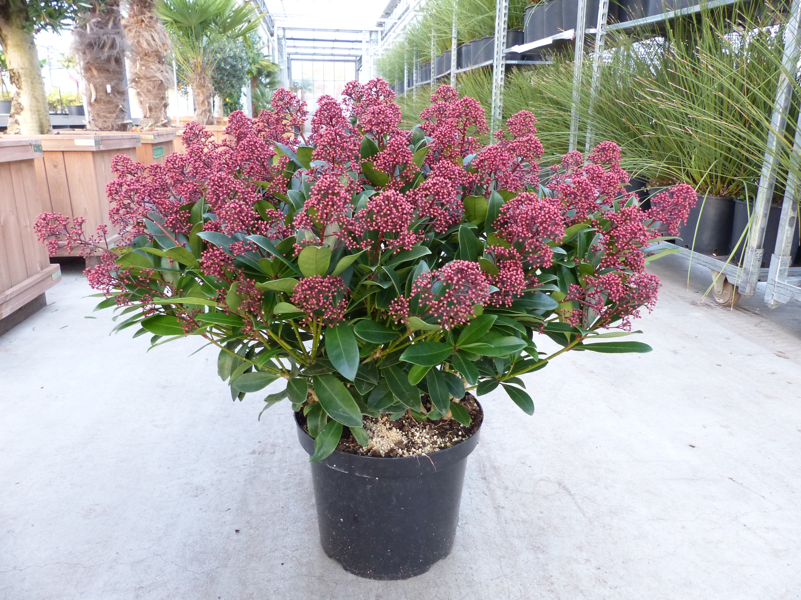 Skimmia japonica Rubella XXL Pflanze &Oslash; 70 cm | Bl&uuml;tenskimmie | Zierstrauch | winterhart - Bild 1