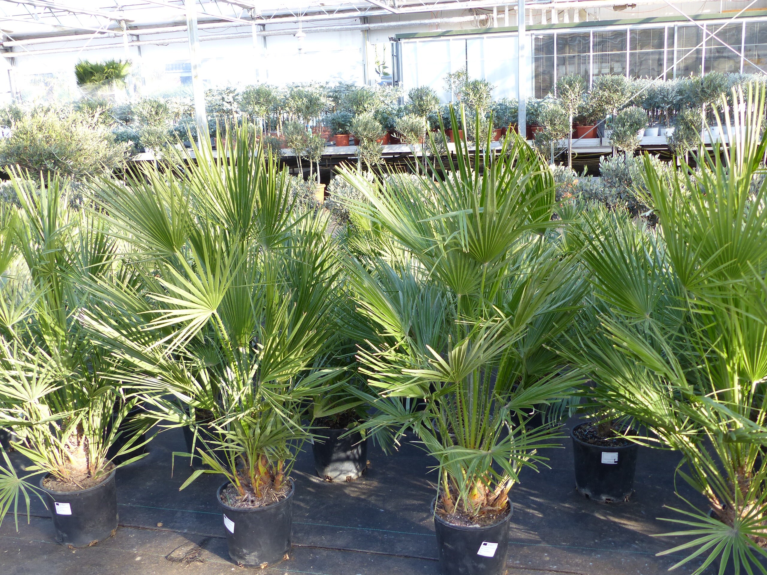 Palme 150 - 180 cm Zwergpalme Chamaerops Humilis, winterhart bis -12&deg;C - Bild 1